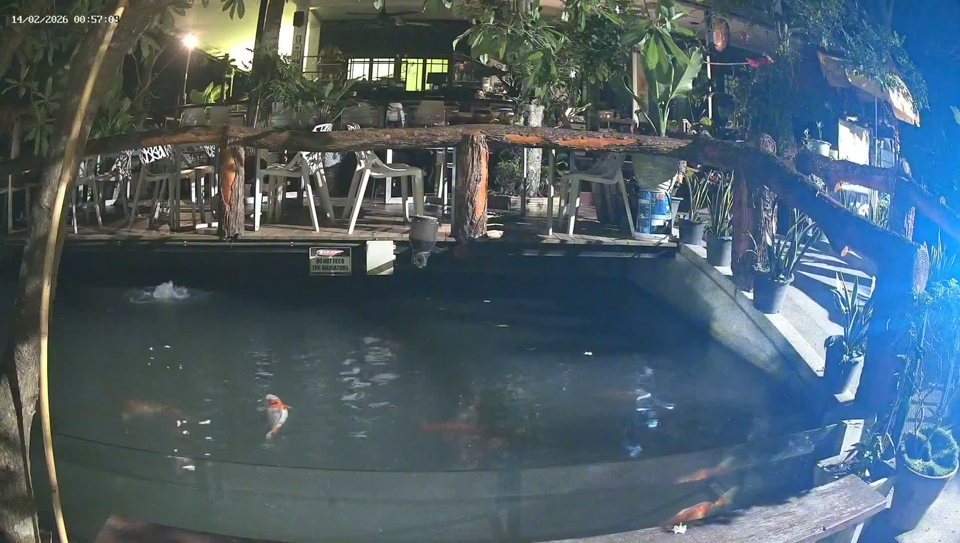 Zoo Cafe · Feed the Life of Fishes, Emus, Deers, Turtles, Malas  Live Cam  - Amphoe Ko Pha - Ngan, Surat Thani, Thailand