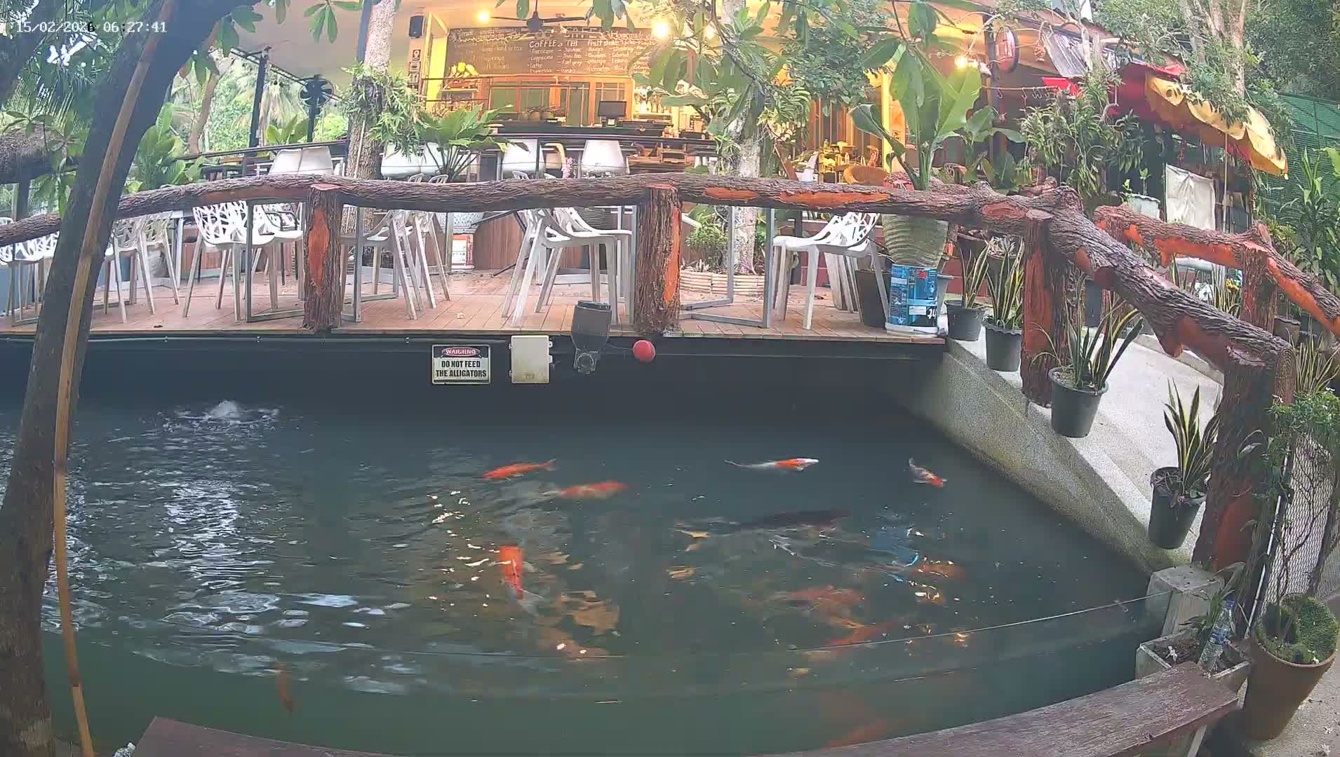 Zoo Cafe · Feed the Life of Fishes, Emus, Deers, Turtles, Malas  Live Cam  - Amphoe Ko Pha - Ngan, Surat Thani, Thailand