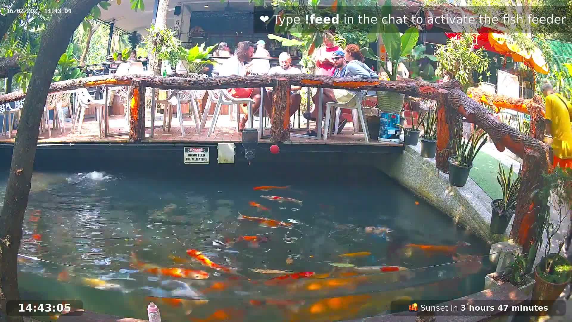 Zoo Cafe · Feed the Life of Fishes, Emus, Deers, Turtles, Malas  Live Cam  - Amphoe Ko Pha - Ngan, Surat Thani, Thailand