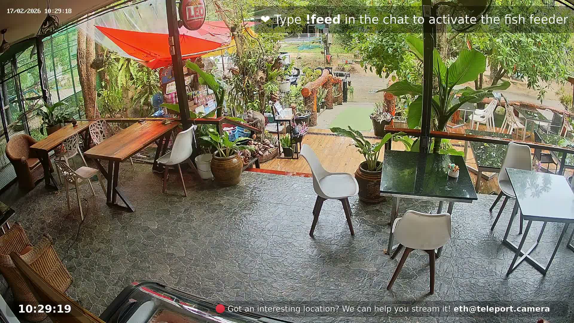 Zoo Cafe · Feed the Life of Fishes, Emus, Deers, Turtles, Malas  Live Cam  - Amphoe Ko Pha - Ngan, Surat Thani, Thailand
