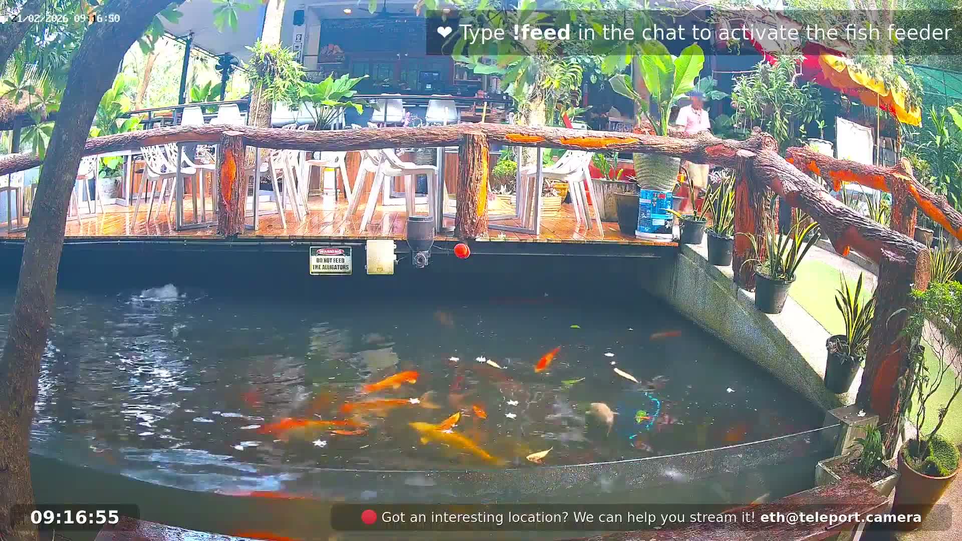 Zoo Cafe · Feed the Life of Fishes, Emus, Deers, Turtles, Malas  Live Cam  - Amphoe Ko Pha - Ngan, Surat Thani, Thailand