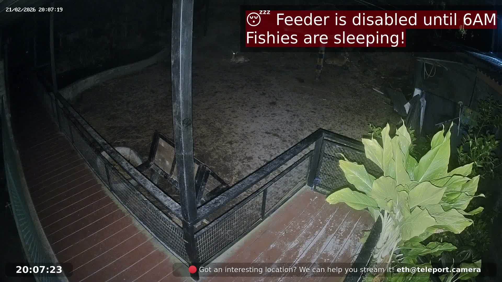 Zoo Cafe · Feed the Life of Fishes, Emus, Deers, Turtles, Malas  Live Cam  - Amphoe Ko Pha - Ngan, Surat Thani, Thailand