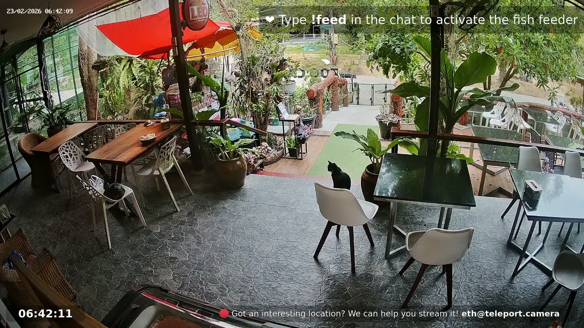 Zoo Cafe · Feed the Life of Fishes, Emus, Deers, Turtles, Malas  Live Cam  - Amphoe Ko Pha - Ngan, Surat Thani, Thailand
