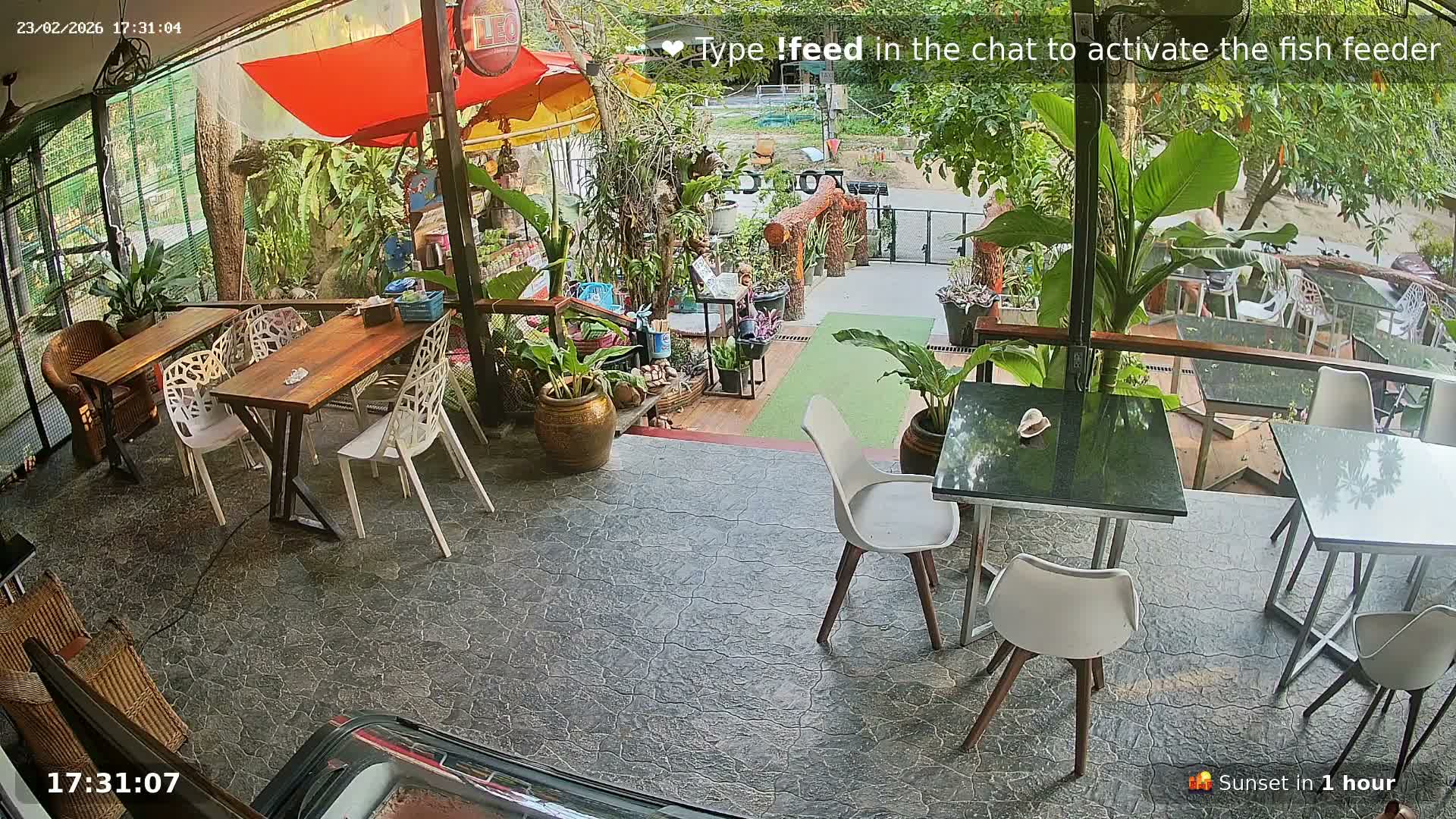 Zoo Cafe · Feed the Life of Fishes, Emus, Deers, Turtles, Malas  Live Cam  - Amphoe Ko Pha - Ngan, Surat Thani, Thailand