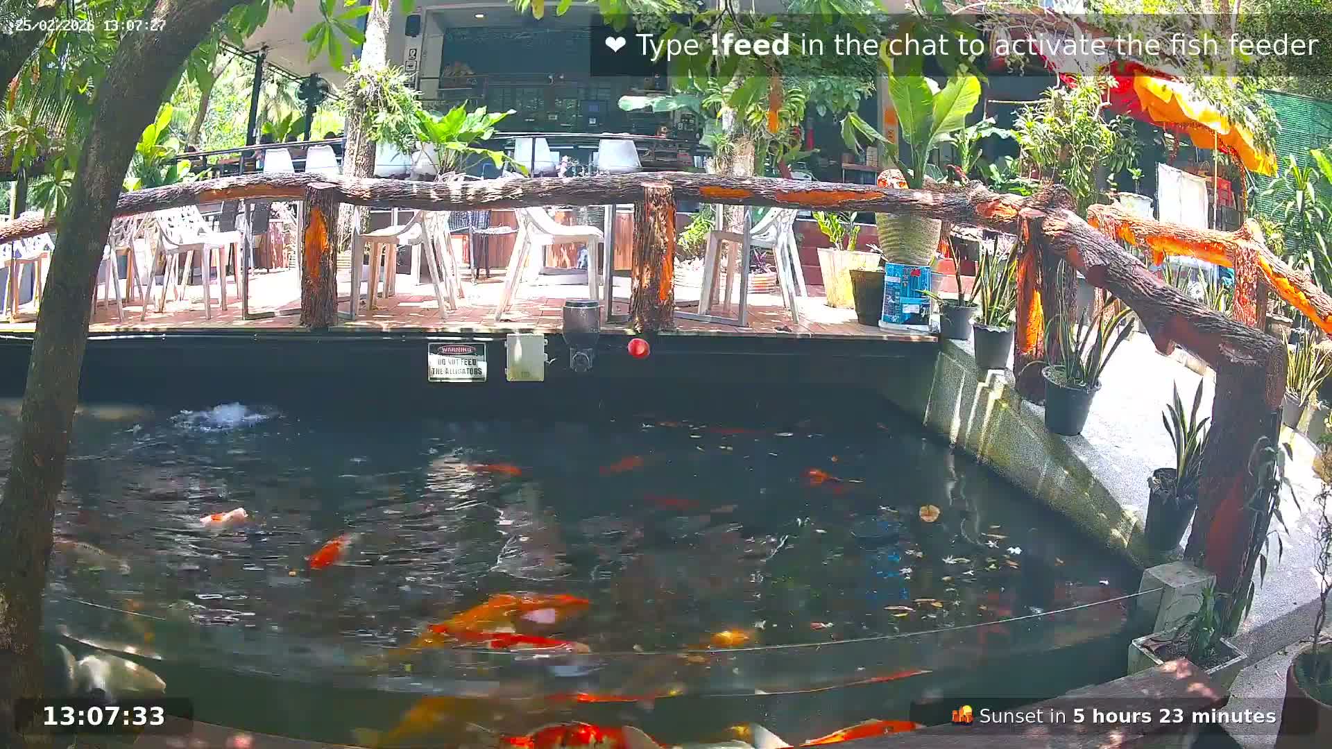 Zoo Cafe · Feed the Life of Fishes, Emus, Deers, Turtles, Malas  Live Cam  - Amphoe Ko Pha - Ngan, Surat Thani, Thailand