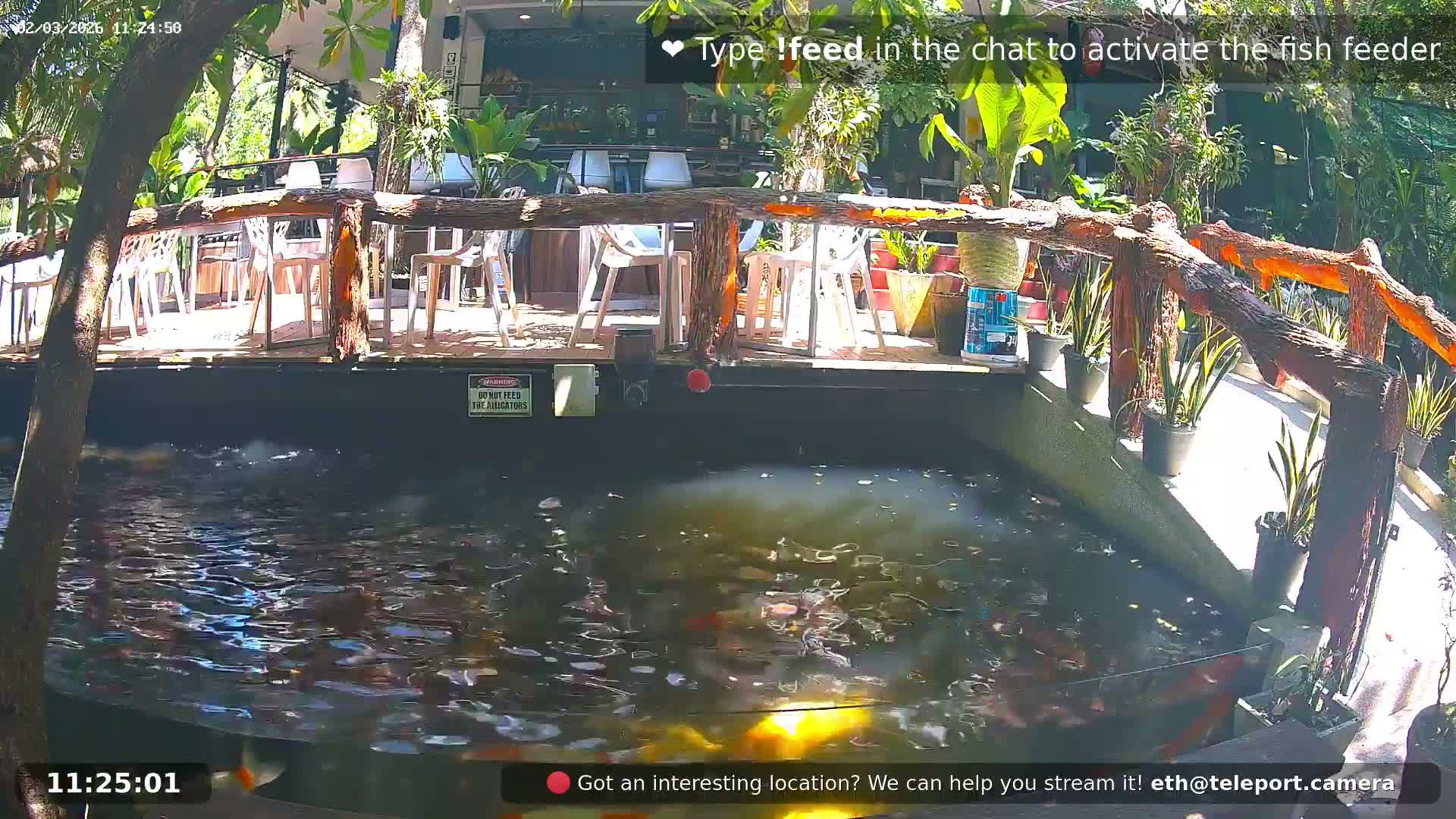 Zoo Cafe · Feed the Life of Fishes, Emus, Deers, Turtles, Malas  Live Cam  - Amphoe Ko Pha - Ngan, Surat Thani, Thailand
