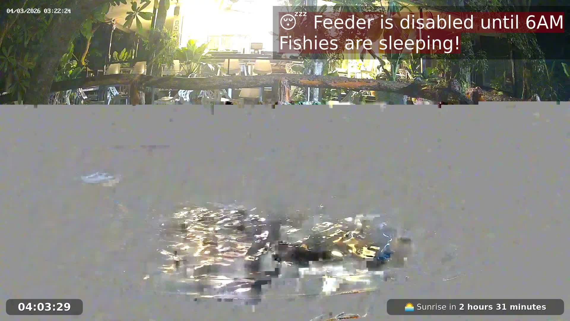 Zoo Cafe · Feed the Life of Fishes, Emus, Deers, Turtles, Malas  Live Cam  - Amphoe Ko Pha - Ngan, Surat Thani, Thailand