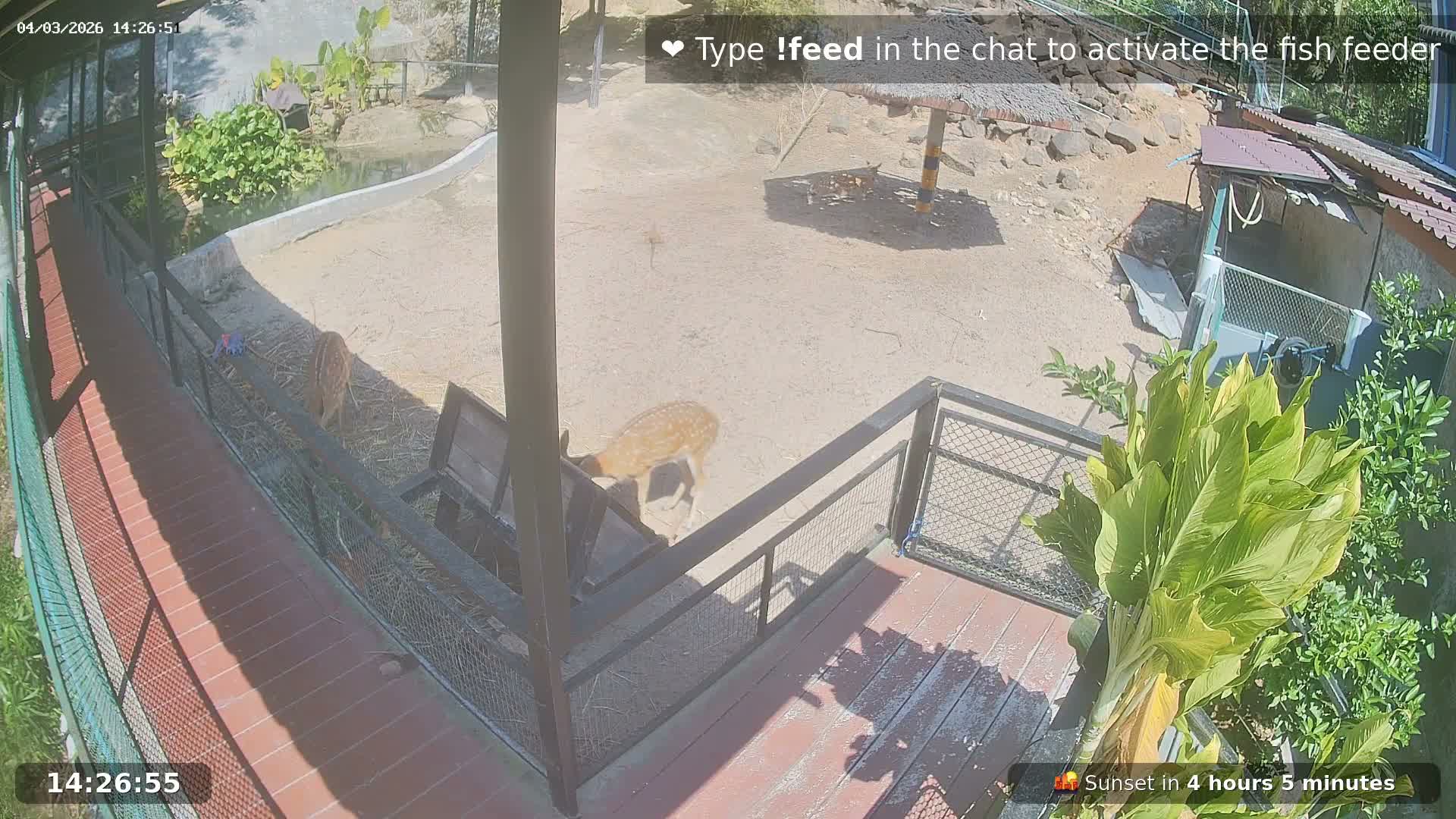 Zoo Cafe · Feed the Life of Fishes, Emus, Deers, Turtles, Malas  Live Cam  - Amphoe Ko Pha - Ngan, Surat Thani, Thailand
