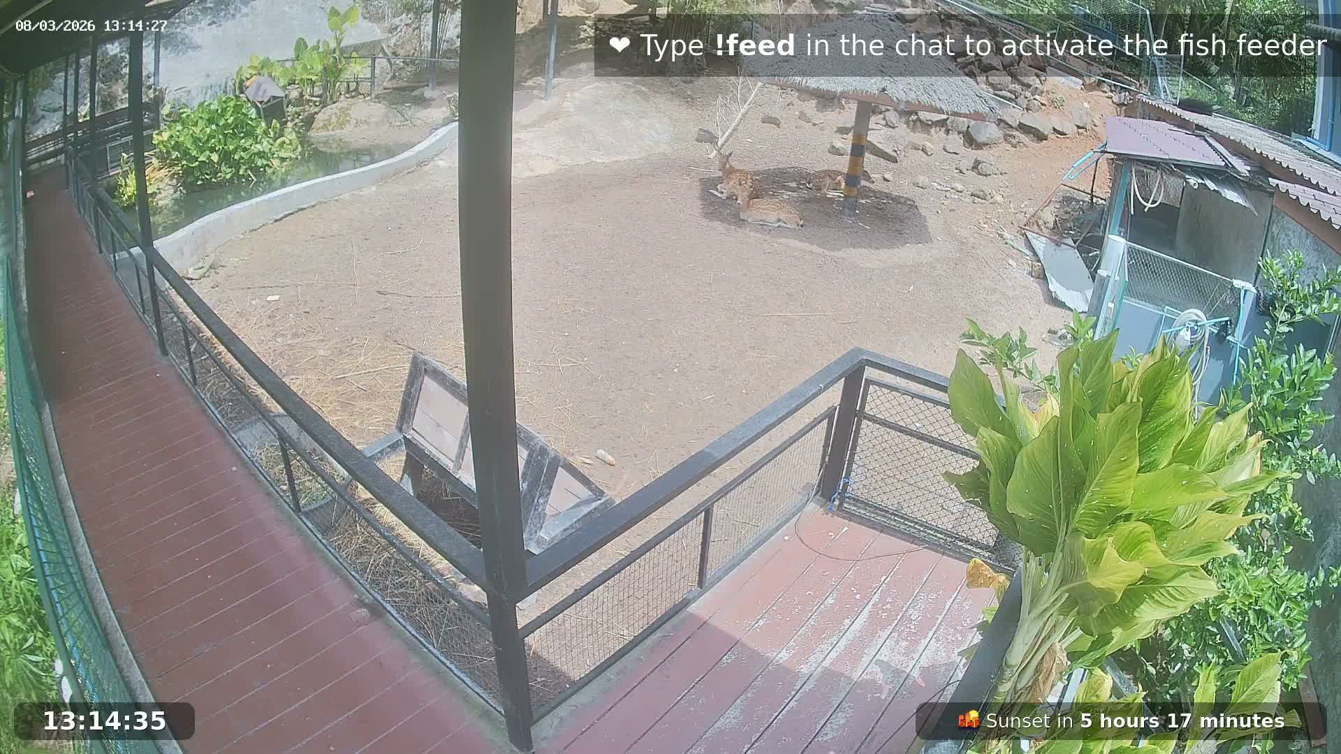 Zoo Cafe · Feed the Life of Fishes, Emus, Deers, Turtles, Malas  Live Cam  - Amphoe Ko Pha - Ngan, Surat Thani, Thailand