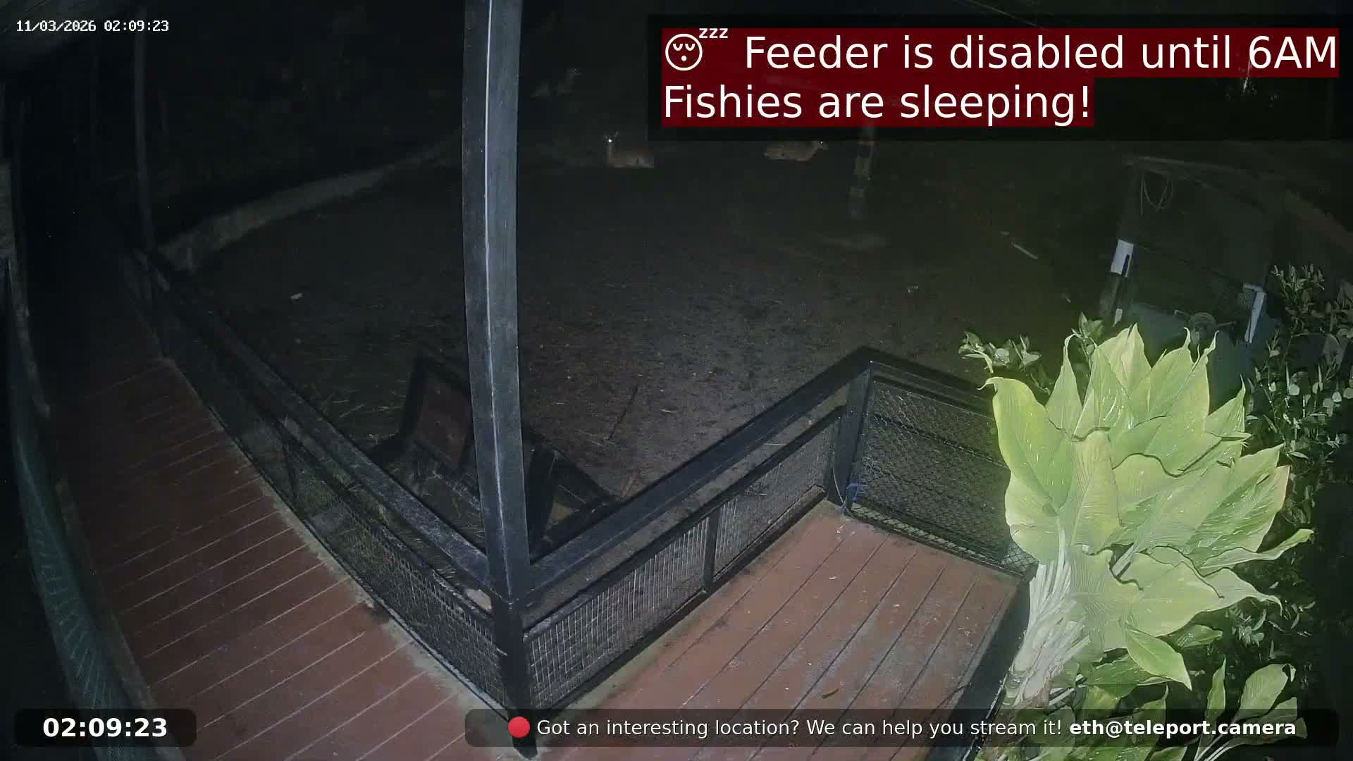 Zoo Cafe · Feed the Life of Fishes, Emus, Deers, Turtles, Malas  Live Cam  - Amphoe Ko Pha - Ngan, Surat Thani, Thailand