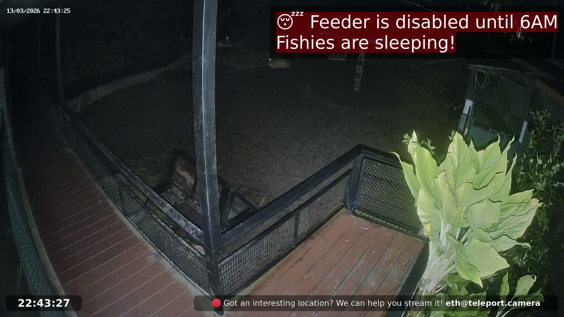 Zoo Cafe · Feed the Life of Fishes, Emus, Deers, Turtles, Malas  Live Cam  - Amphoe Ko Pha - Ngan, Surat Thani, Thailand