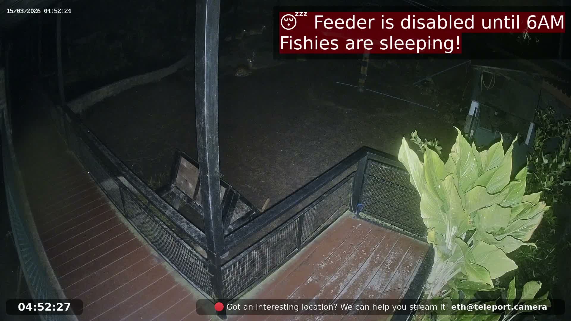 Zoo Cafe · Feed the Life of Fishes, Emus, Deers, Turtles, Malas  Live Cam  - Amphoe Ko Pha - Ngan, Surat Thani, Thailand