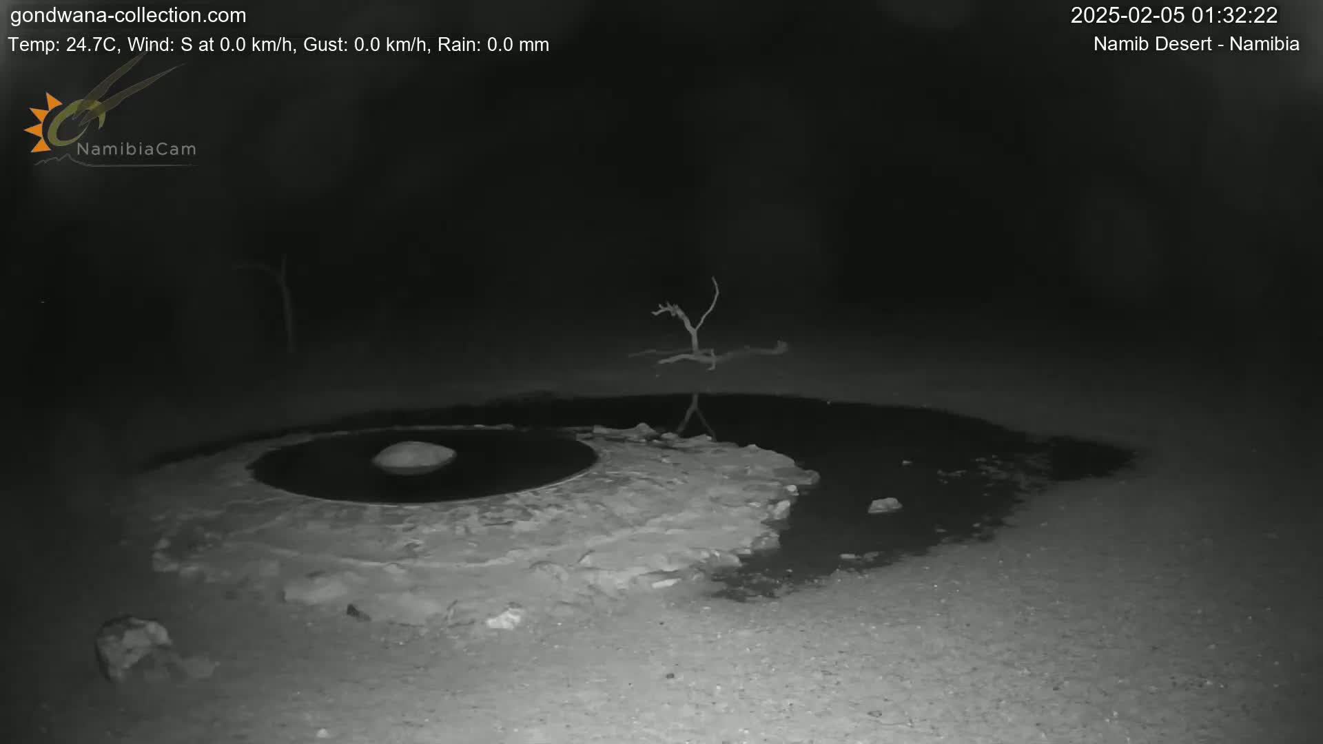 A nighttime, infrared image shows a small, dark pool of water surrounded by rocks and a dead tree reflected in the water.