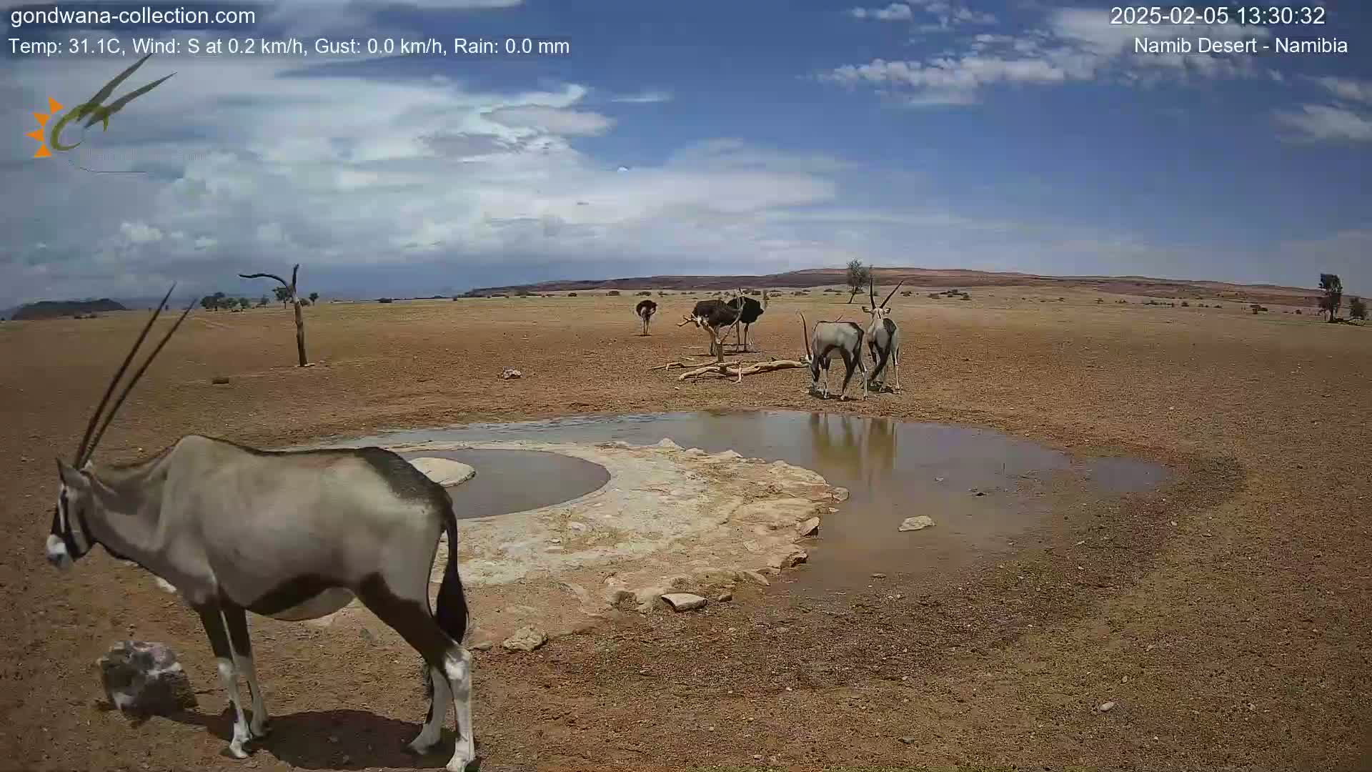 Several oryx and ostriches gather around a small watering hole in a dry, sunny desert landscape under a partly cloudy sky.