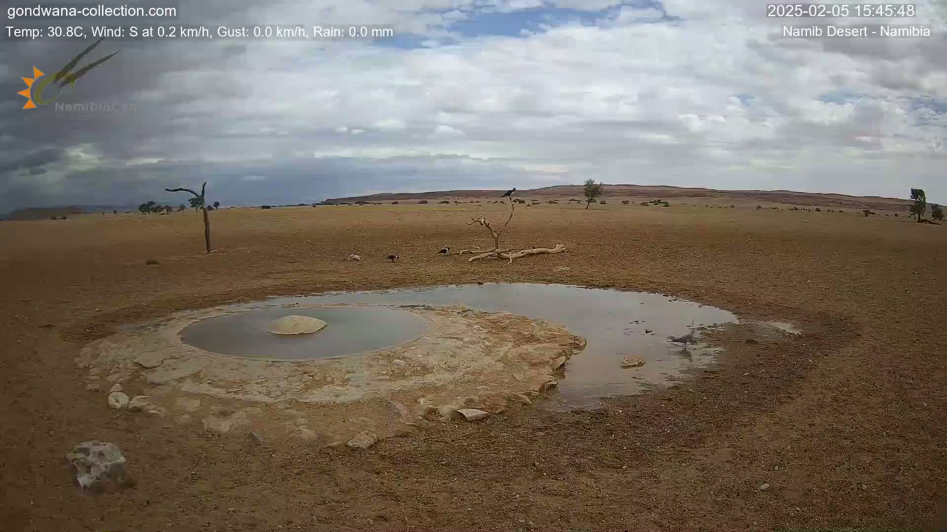 A mostly cloudy day in a desert landscape shows a small, shallow pool of water surrounded by dry, cracked earth, with several birds near a dead tree.