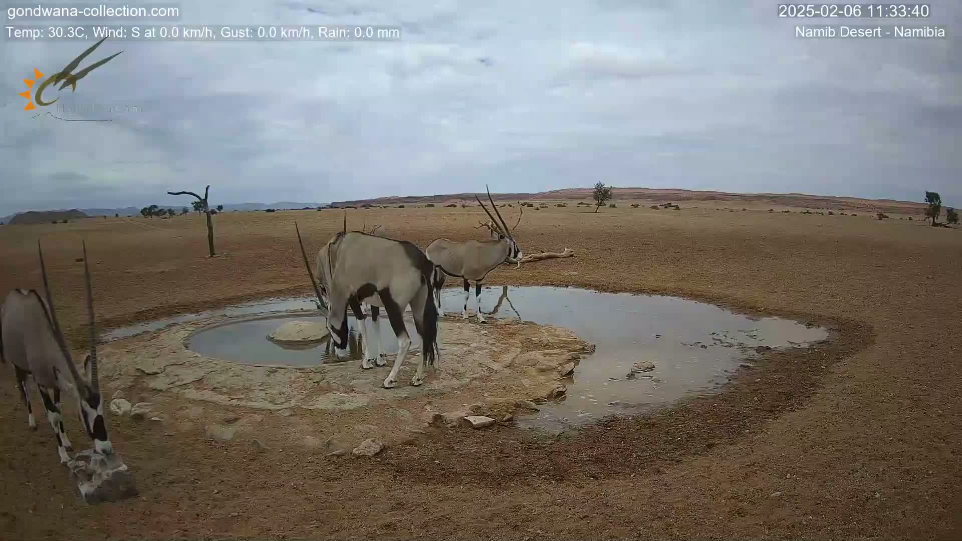 Wild Life in Namib Desert Naukluft National Park Live Cam - Maltahohe, Hardap,  Namibia