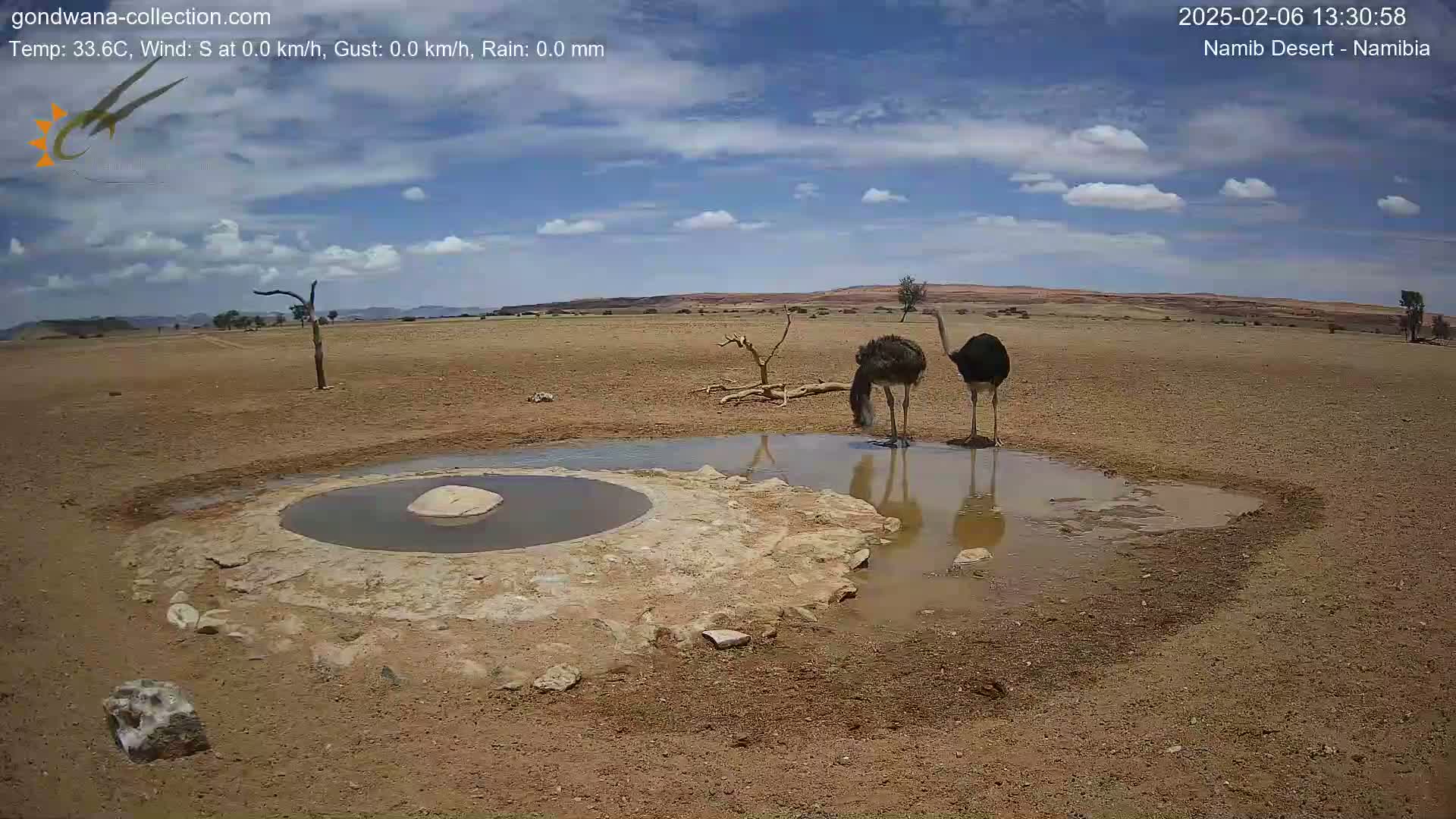 Wild Life in Namib Desert Naukluft National Park Live Cam - Maltahohe, Hardap,  Namibia