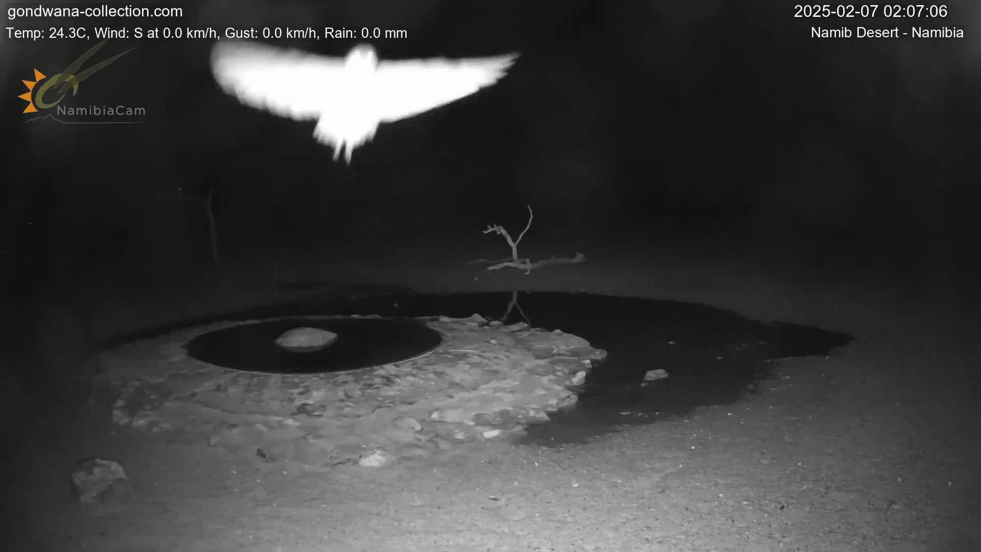 Wild Life in Namib Desert Naukluft National Park Live Cam - Maltahohe, Hardap,  Namibia