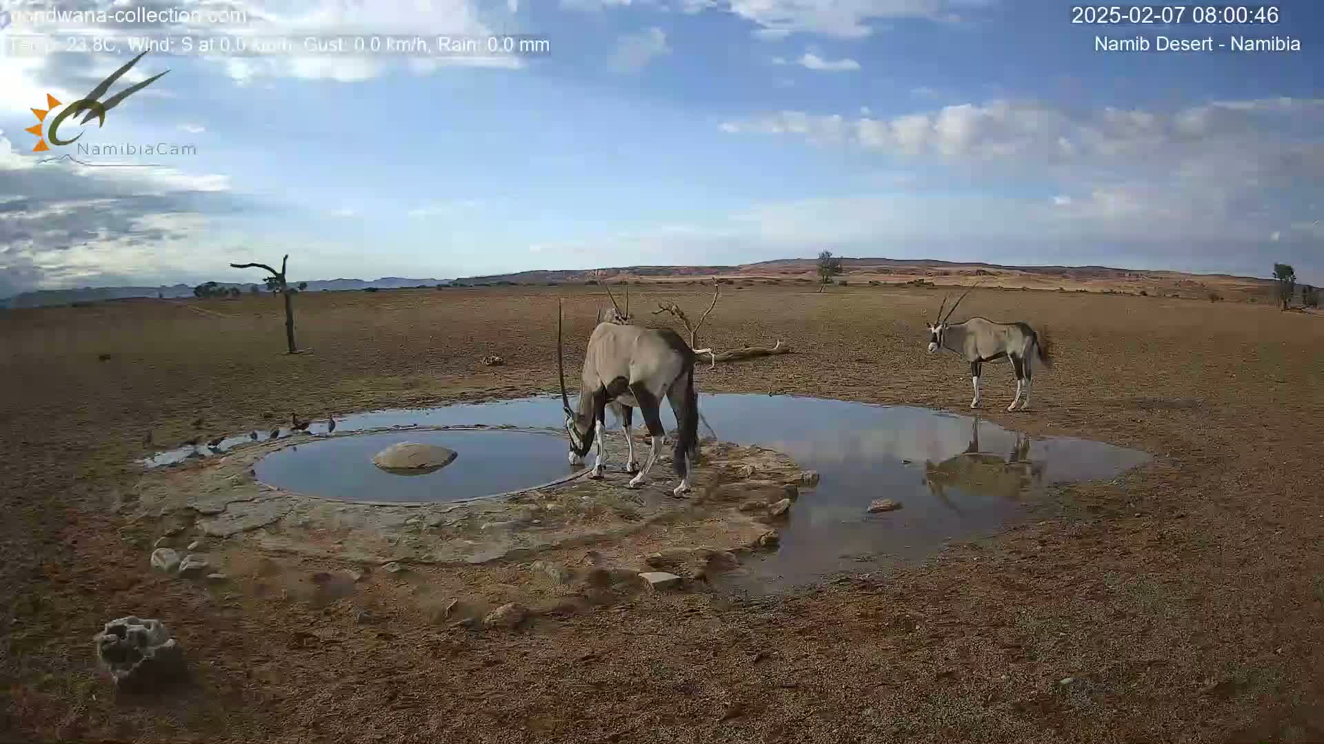 Wild Life in Namib Desert Naukluft National Park Live Cam - Maltahohe, Hardap,  Namibia