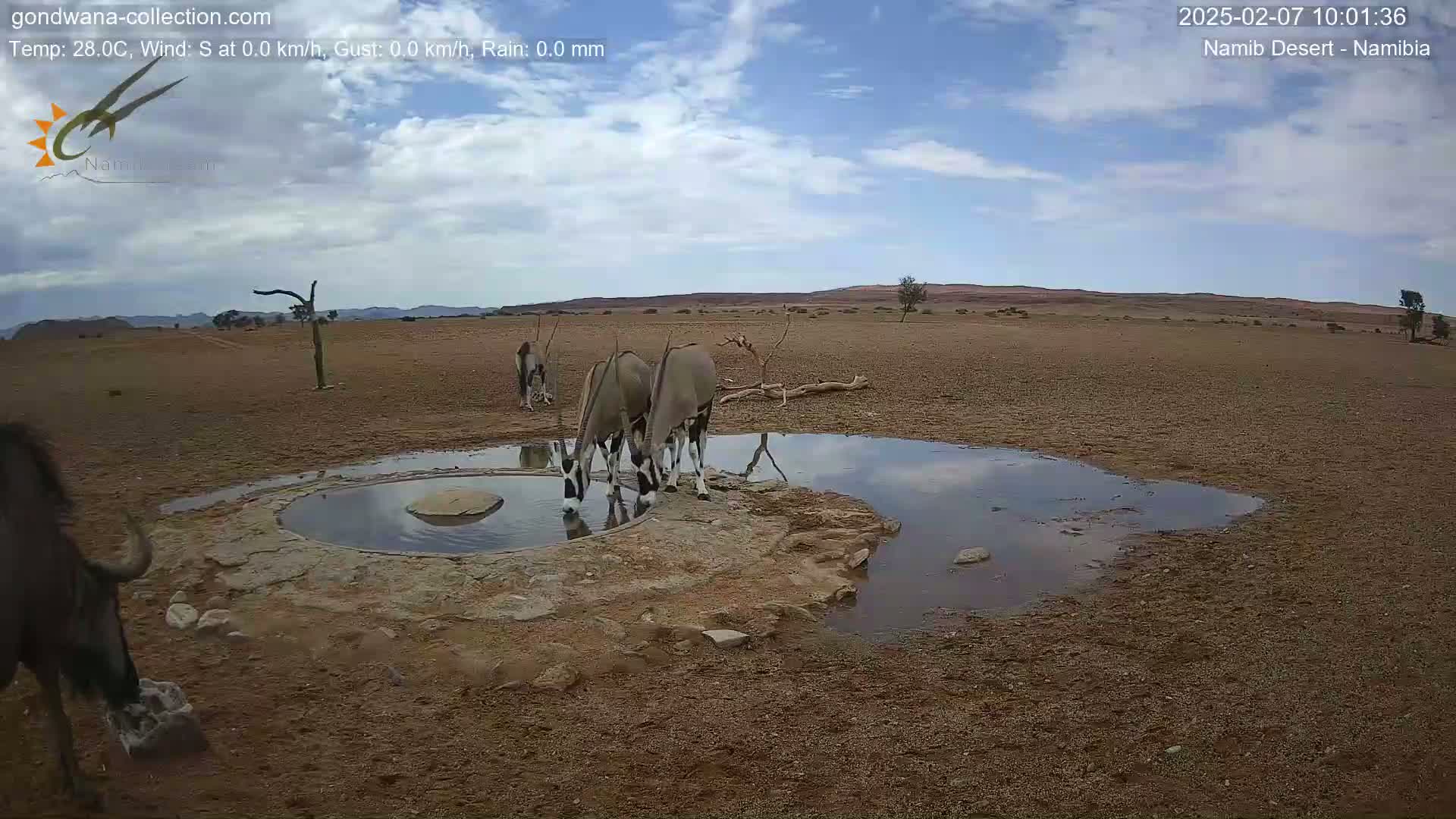 Wild Life in Namib Desert Naukluft National Park Live Cam - Maltahohe, Hardap,  Namibia
