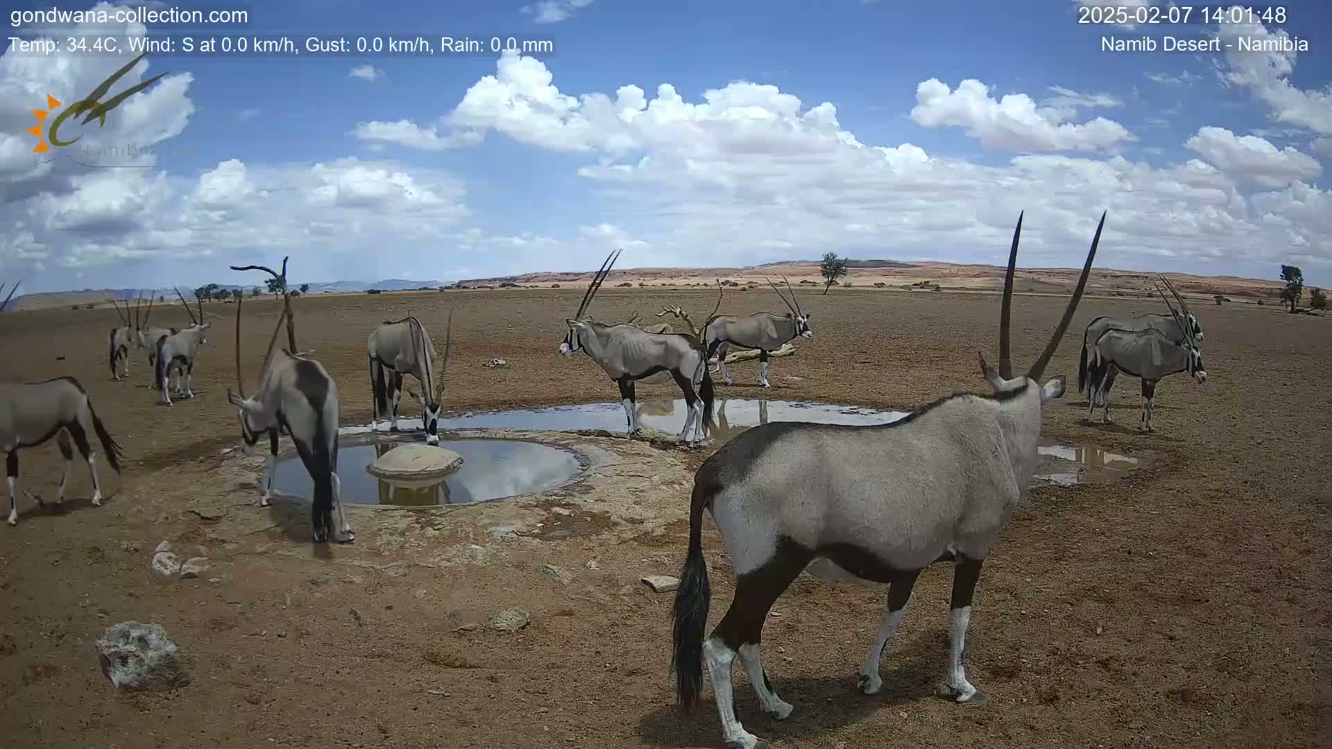 Wild Life in Namib Desert Naukluft National Park Live Cam - Maltahohe, Hardap,  Namibia