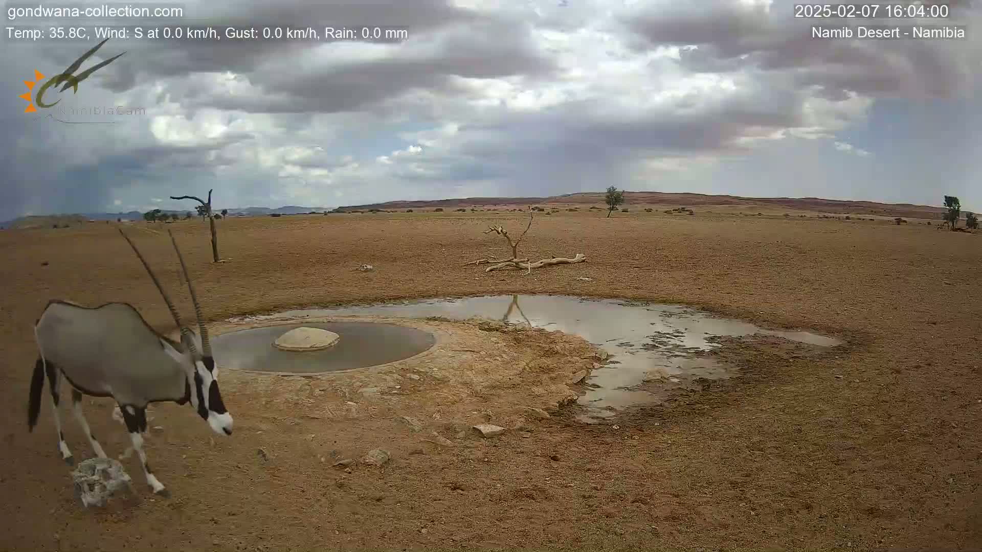 Wild Life in Namib Desert Naukluft National Park Live Cam - Maltahohe, Hardap,  Namibia