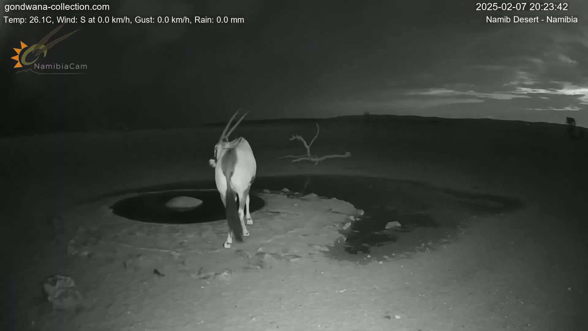 Wild Life in Namib Desert Naukluft National Park Live Cam - Maltahohe, Hardap,  Namibia