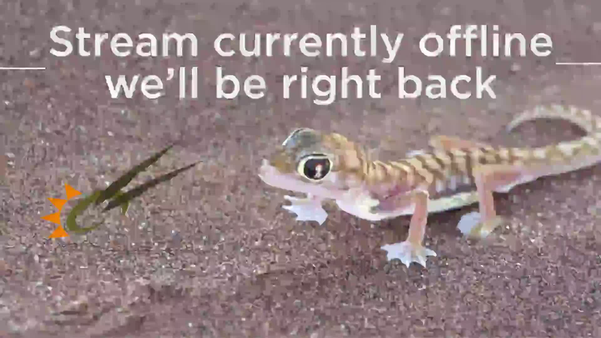 A small, light-brown striped gecko walks on reddish-brown ground.