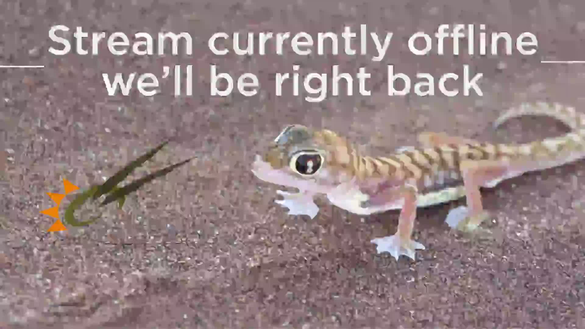 A small, light-brown striped gecko walks across reddish-brown ground.
