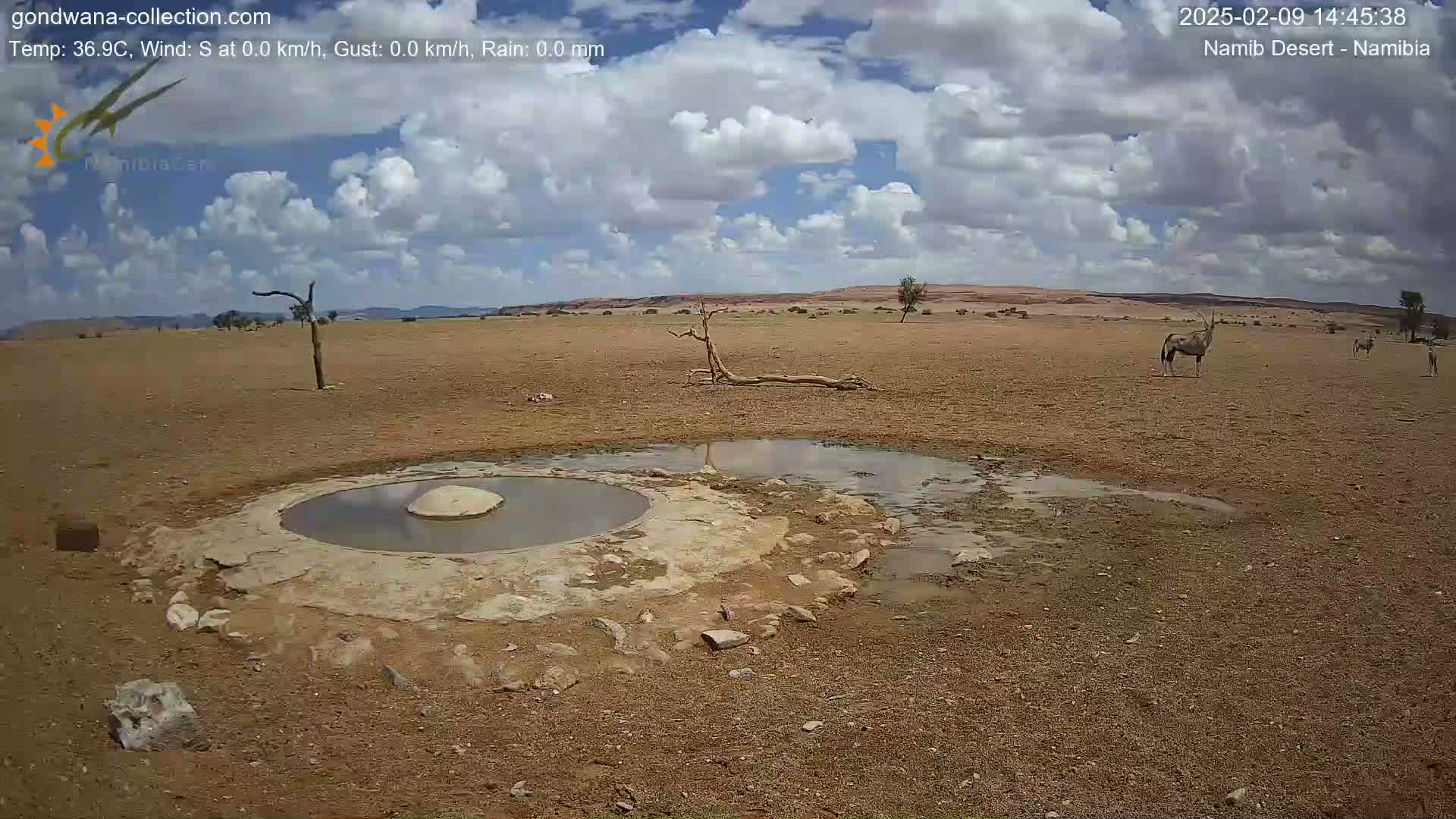 A small, shallow pool of water sits in the center of a dry, arid landscape under a partly cloudy sky, with several oryx visible in the distance.