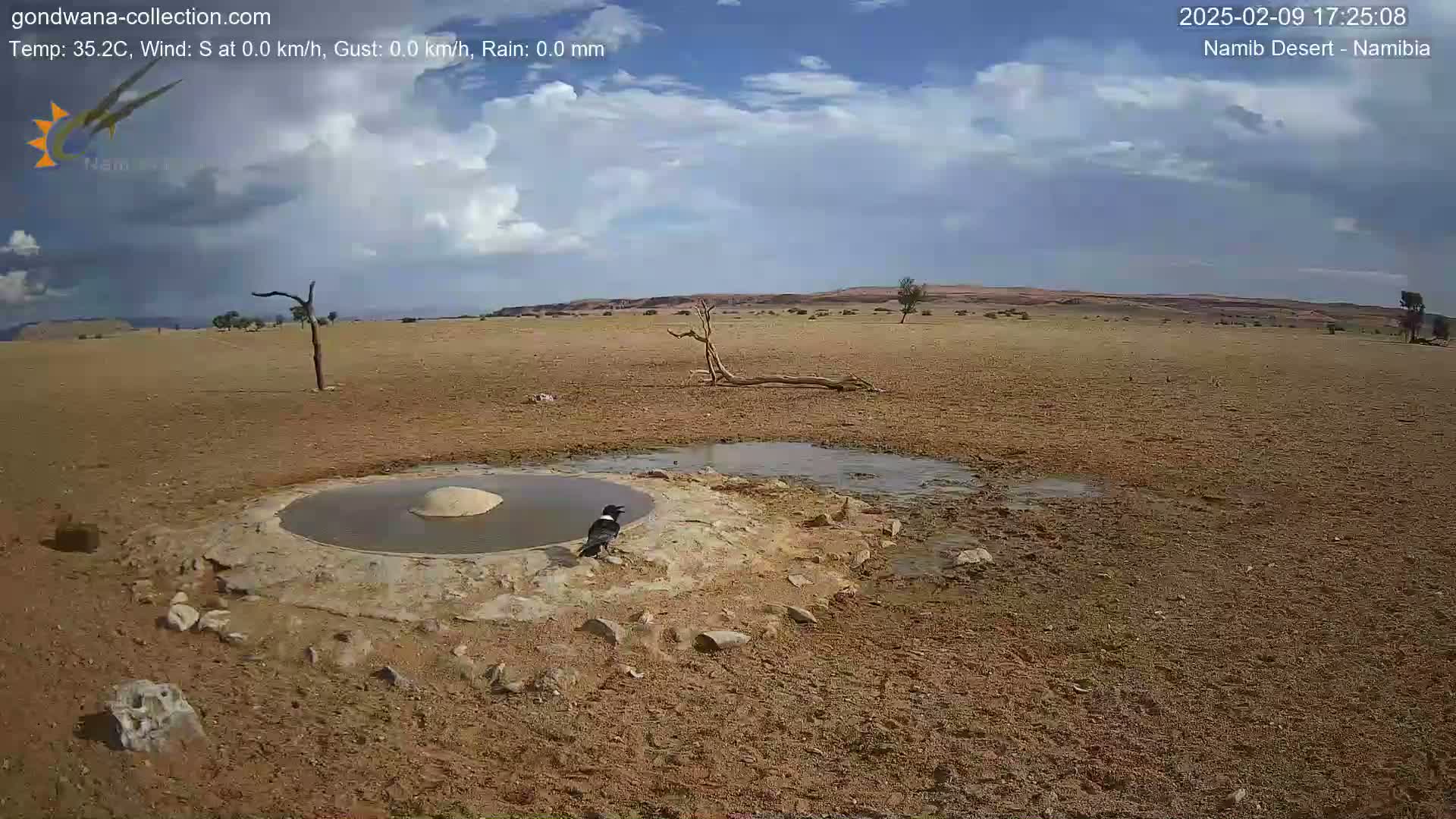 A black and white bird stands near a small, muddy pool of water in a dry, arid landscape under a partly cloudy sky.