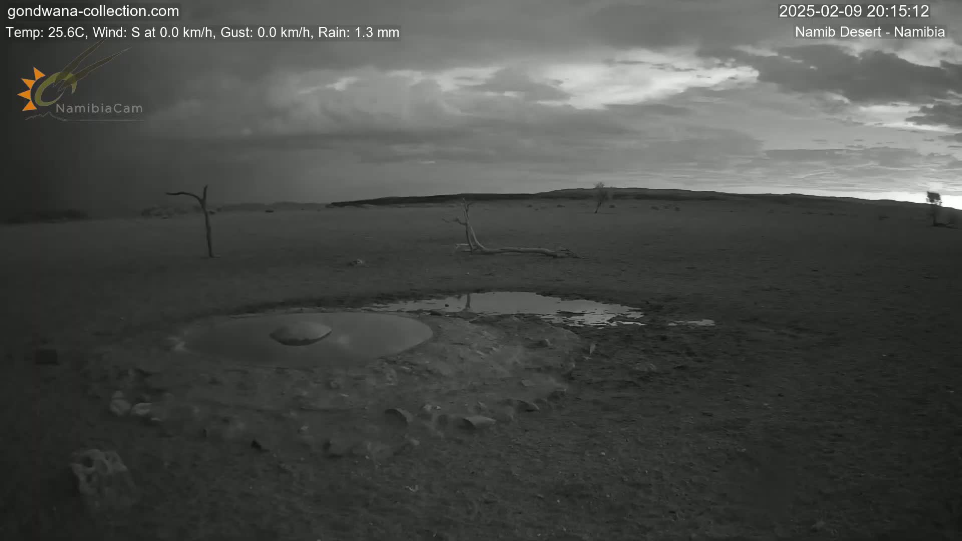 A dark, overcast desert landscape features a small, muddy pool near a few dead trees under a slightly brightening sky.