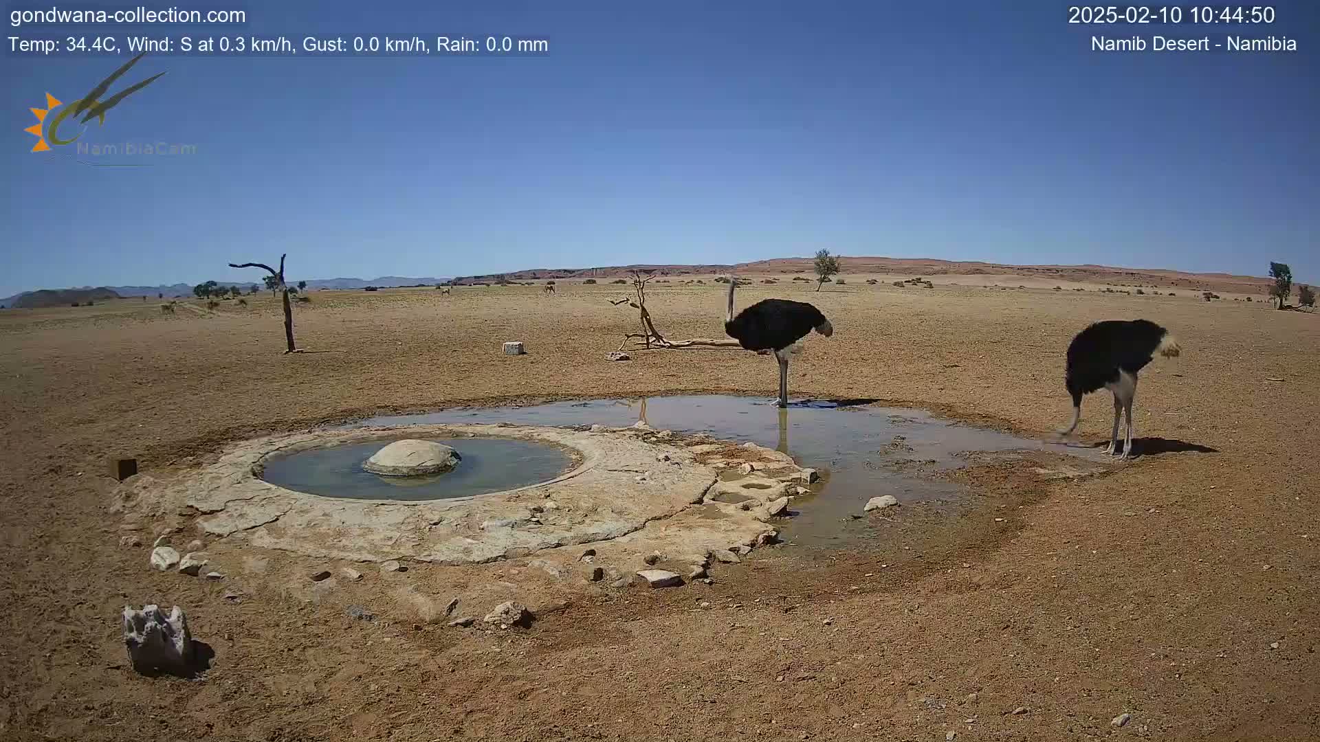 Two ostriches stand near a small, shallow pool of water in a dry, sandy desert under a clear blue sky.