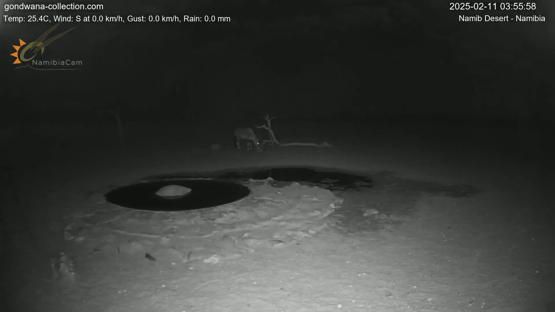 A deer drinks from a dark, shallow pool of water at night in a desert landscape under a clear, dark sky.