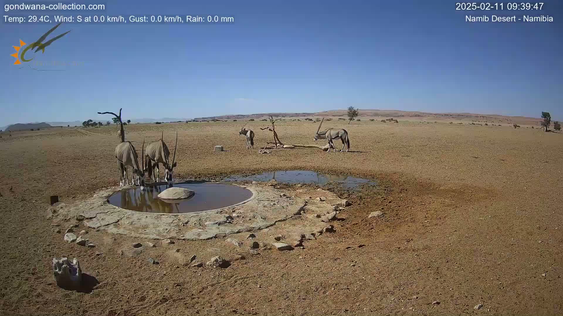 Three oryx drink from a watering hole in a dry, desert landscape under a clear blue sky.