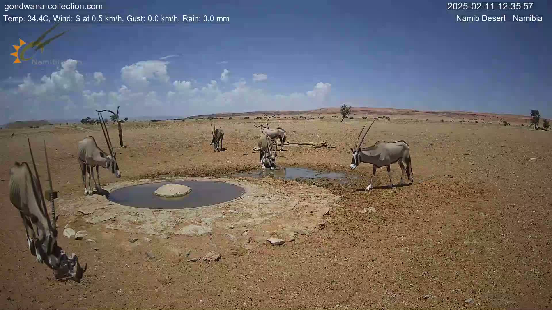 Several oryx drink from a small watering hole in a dry, arid landscape under a partly cloudy sky.
