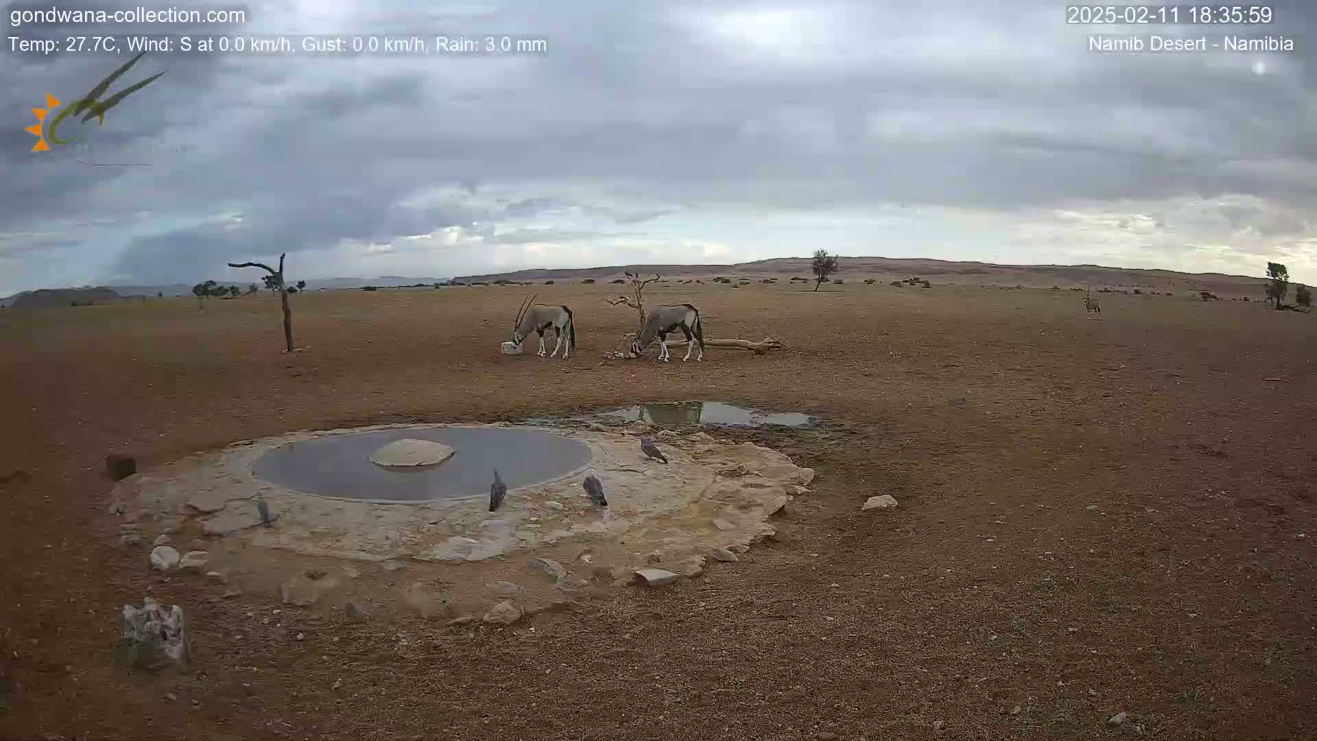 Two oryx drink from a water source in a desert landscape under an overcast sky.