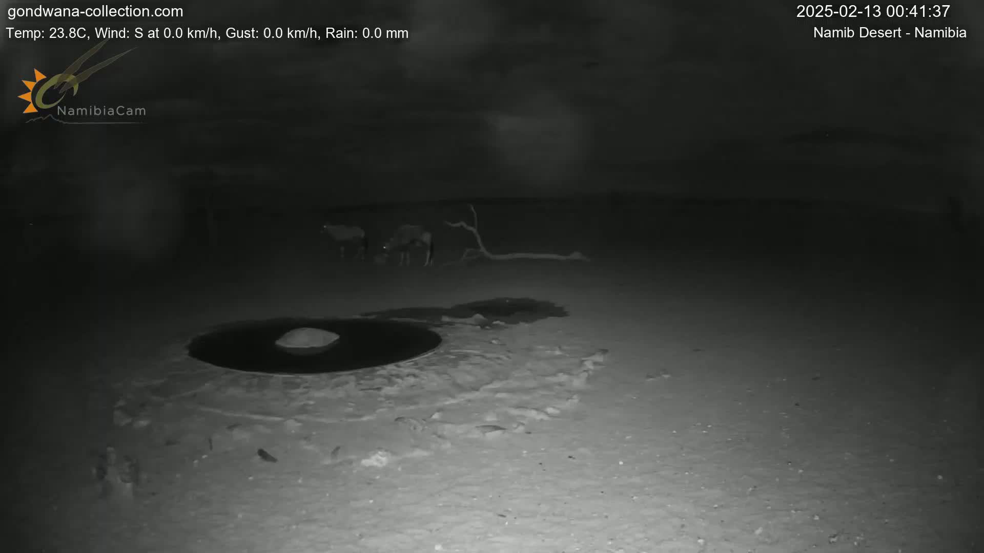A nighttime, low-light image shows several animals near a dark, circular water source in a sandy desert.