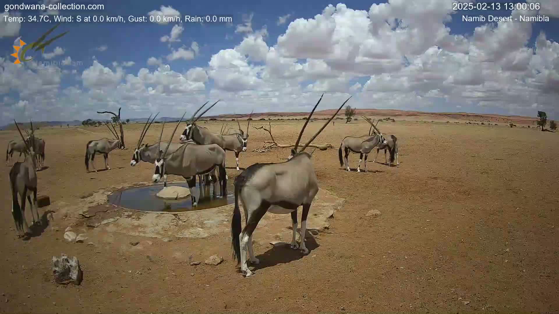 A herd of oryx drink from a watering hole in a dry, arid landscape under a partly cloudy sky.