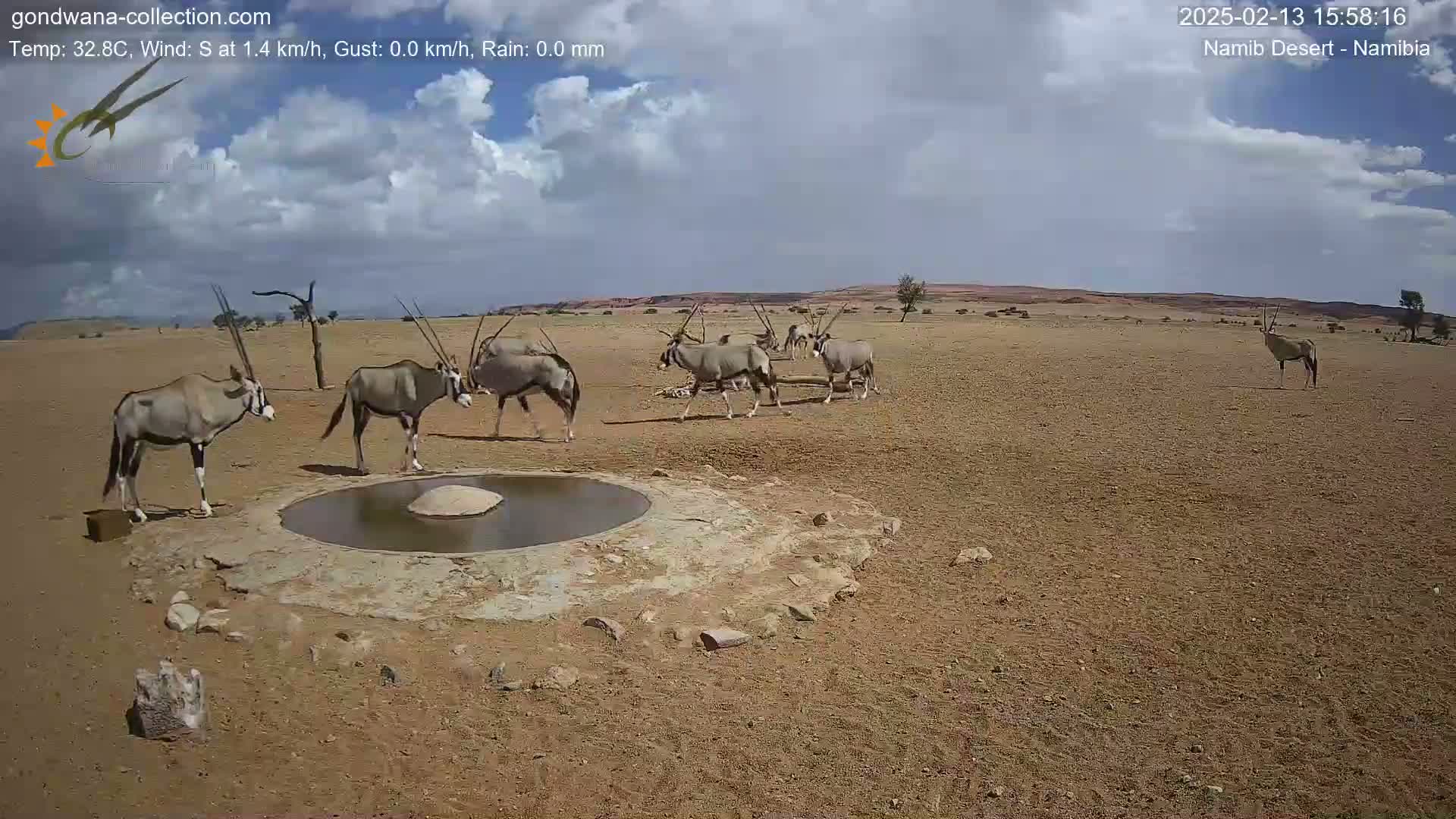 Several oryx gather around a small watering hole in a dry, desert landscape under a partly cloudy sky.