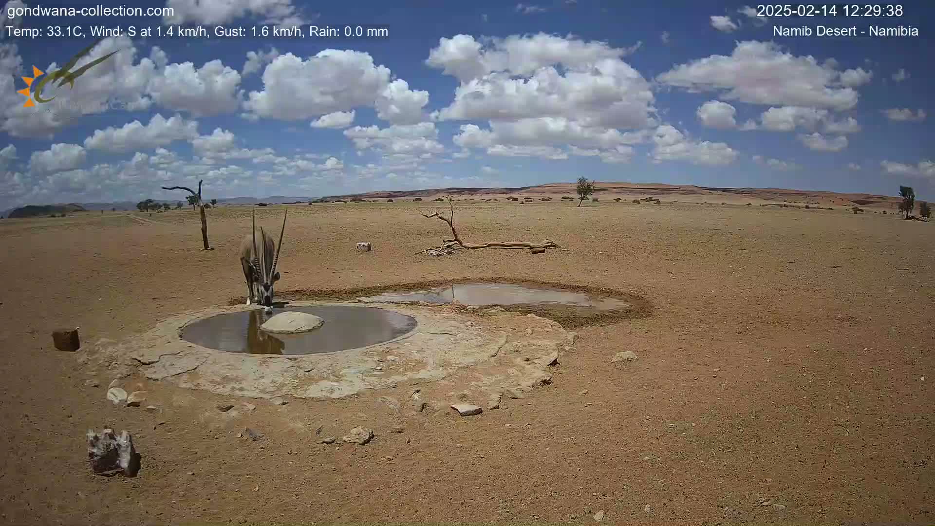 An oryx drinks from a waterhole in a dry, desert landscape under a partly cloudy sky.