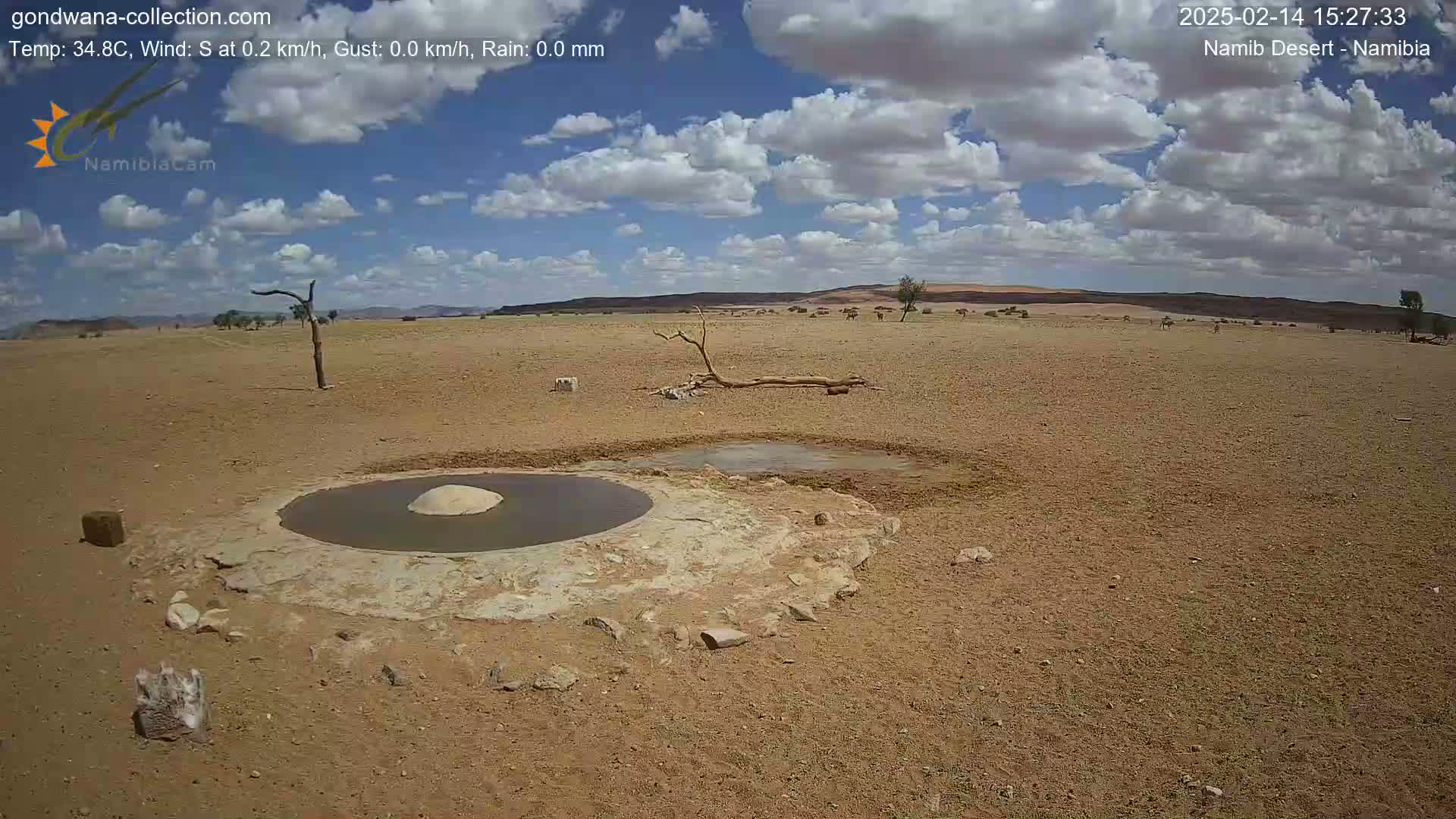 A mostly sunny desert landscape with a few clouds, featuring a shallow, circular water source in the foreground and a scattering of animals in the distance.