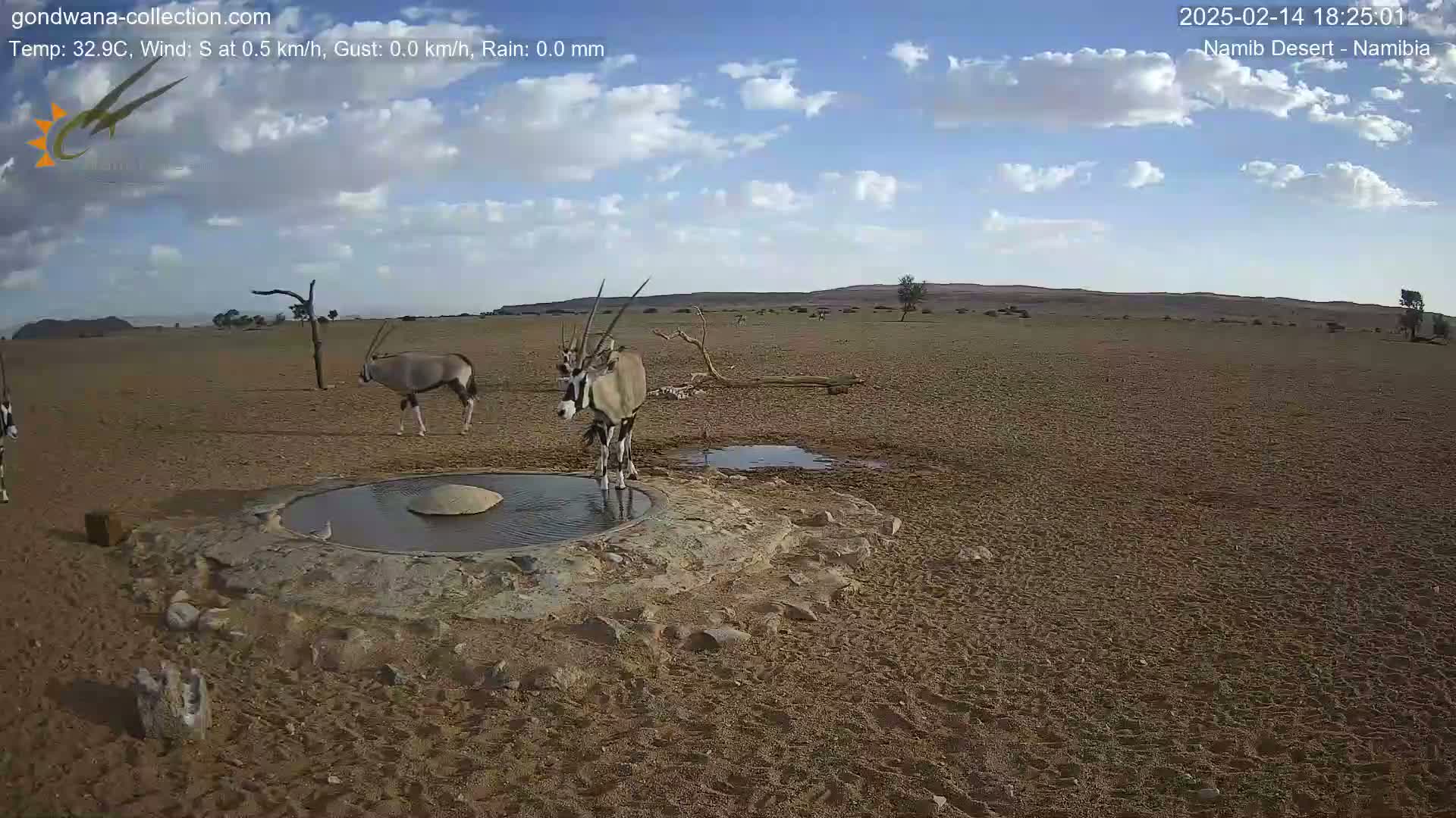 Two oryx stand near a small waterhole in a sandy desert under a partly cloudy sky.