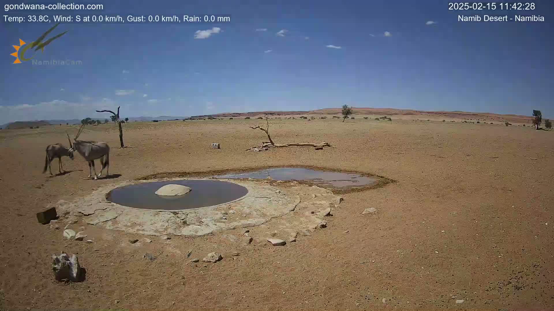 Two oryx stand near a small, shallow watering hole in a dry, desert landscape under a mostly clear sky.