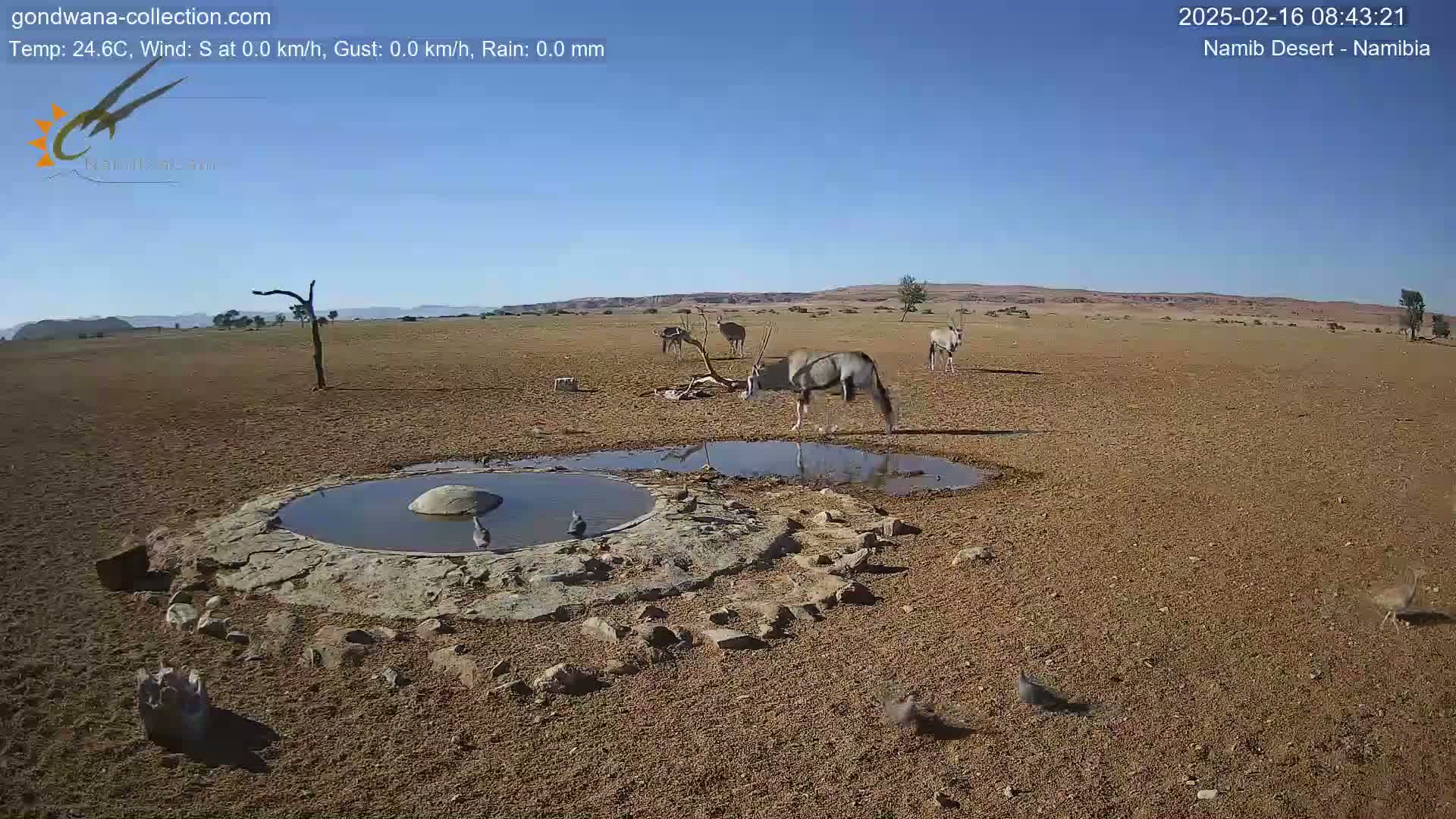 Several oryx drink from a small, shallow pool of water in a dry, arid landscape under a clear blue sky.
