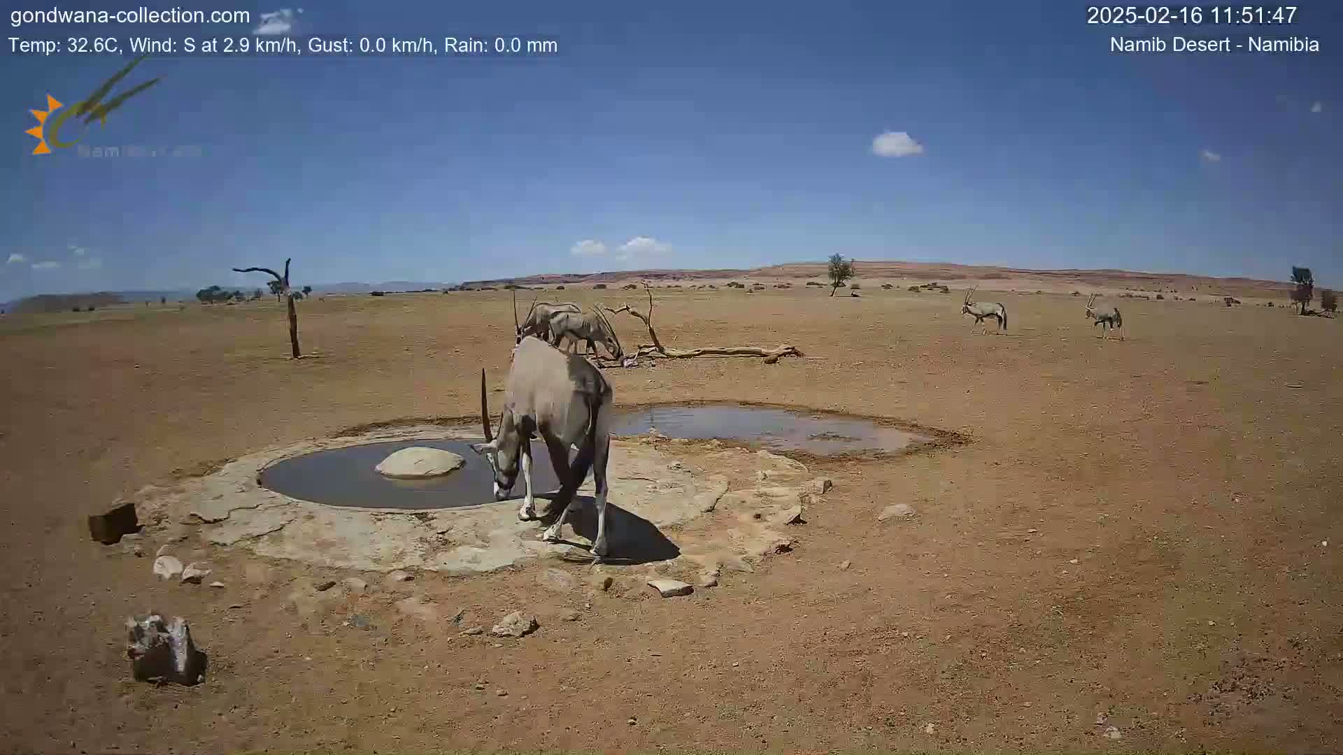 Several oryx drink from a watering hole in a dry, arid landscape under a clear blue sky.