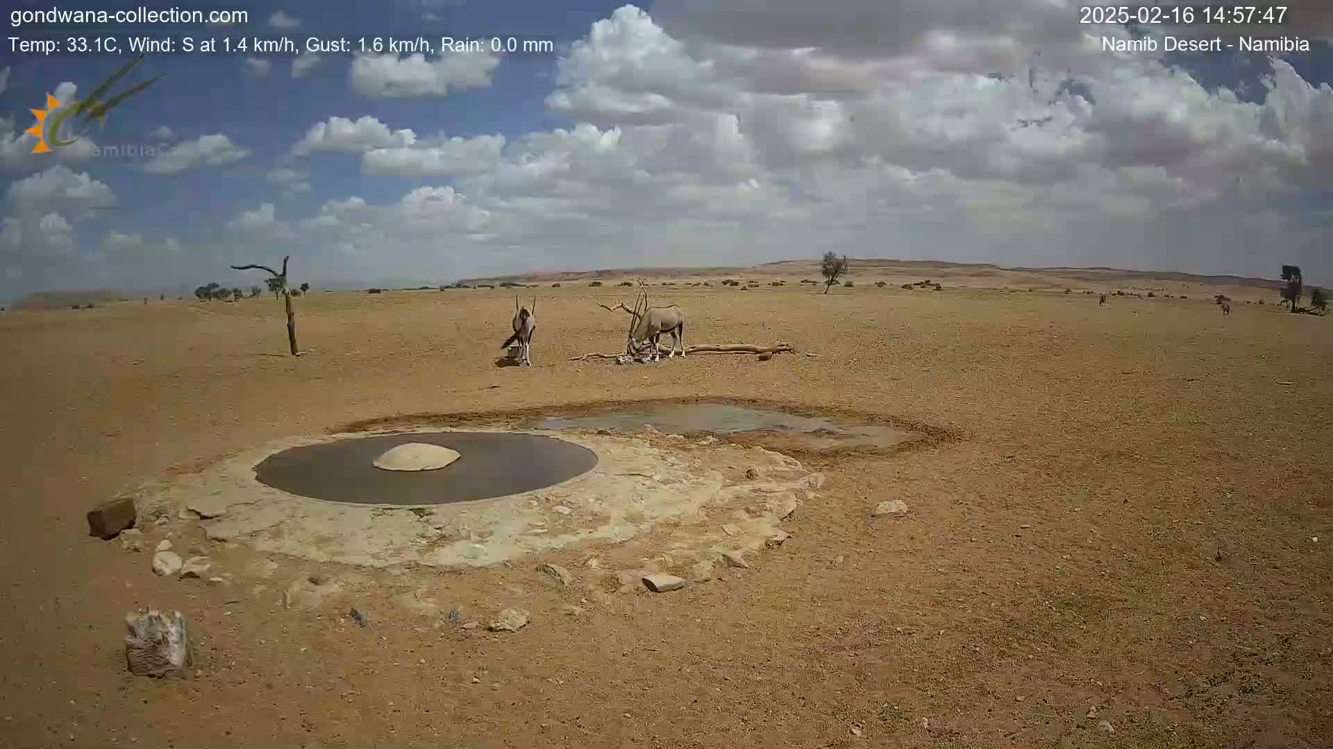 Two oryx stand near a small pool of water in a dry, sandy desert under a partly cloudy sky.
