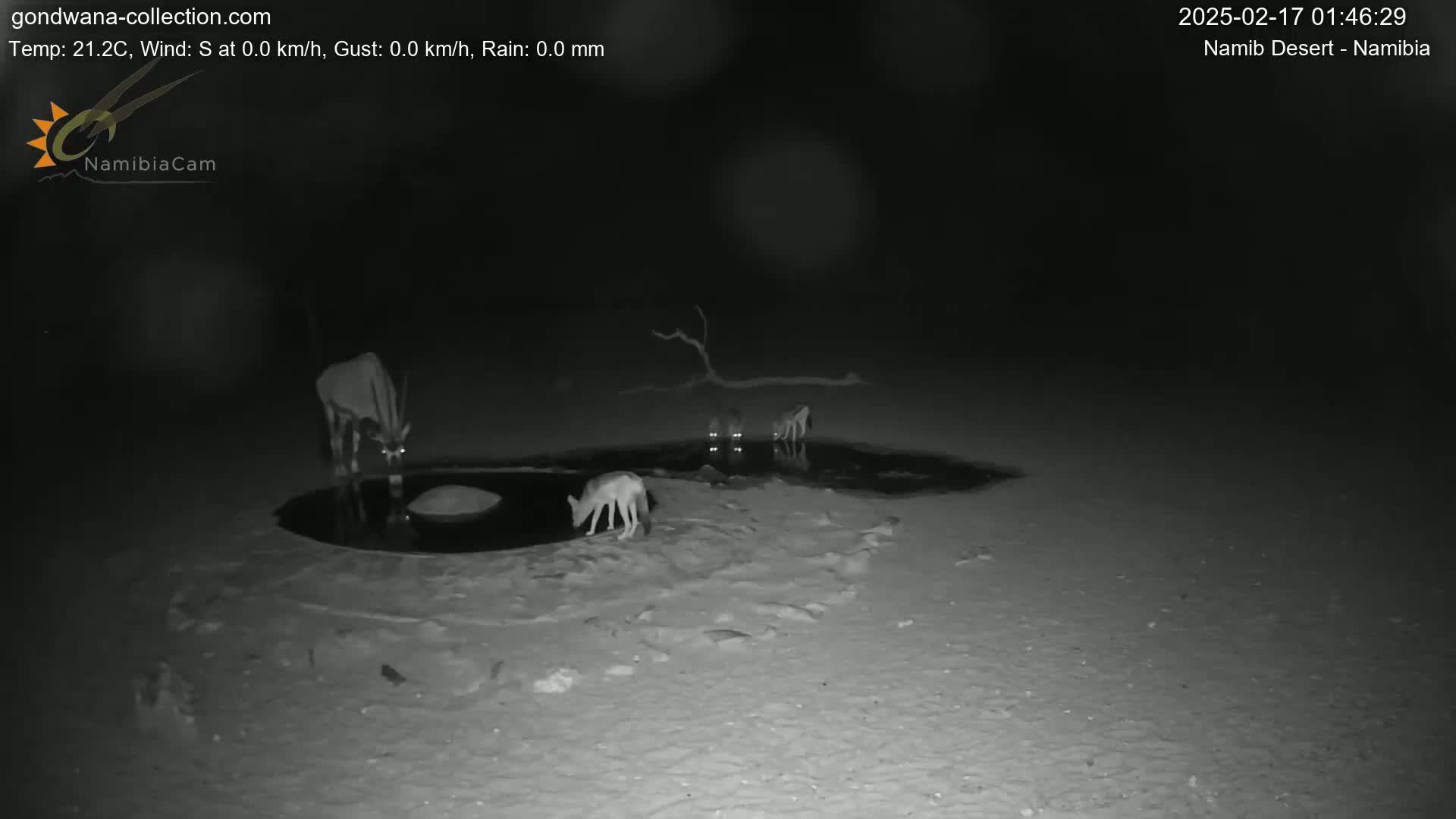 At night, several animals, including a jackal and oryx, drink from a small pool of water in a desert landscape.