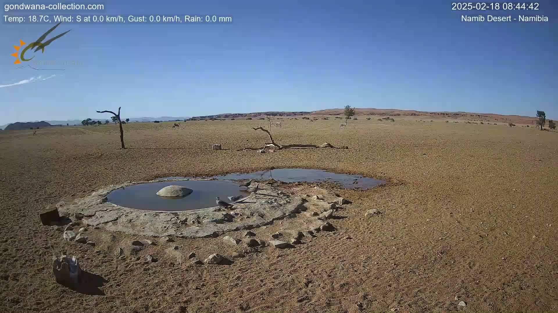 A desert landscape under a clear blue sky shows a small, shallow pool of water surrounded by rocks, with several birds near it, and some scattered dry vegetation.