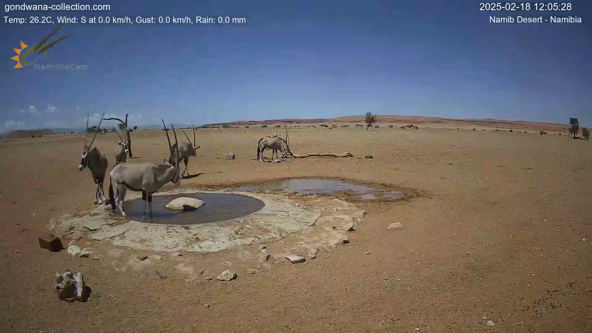 Several oryx drink from a small, shallow pool of water in a dry, arid landscape under a clear blue sky.
